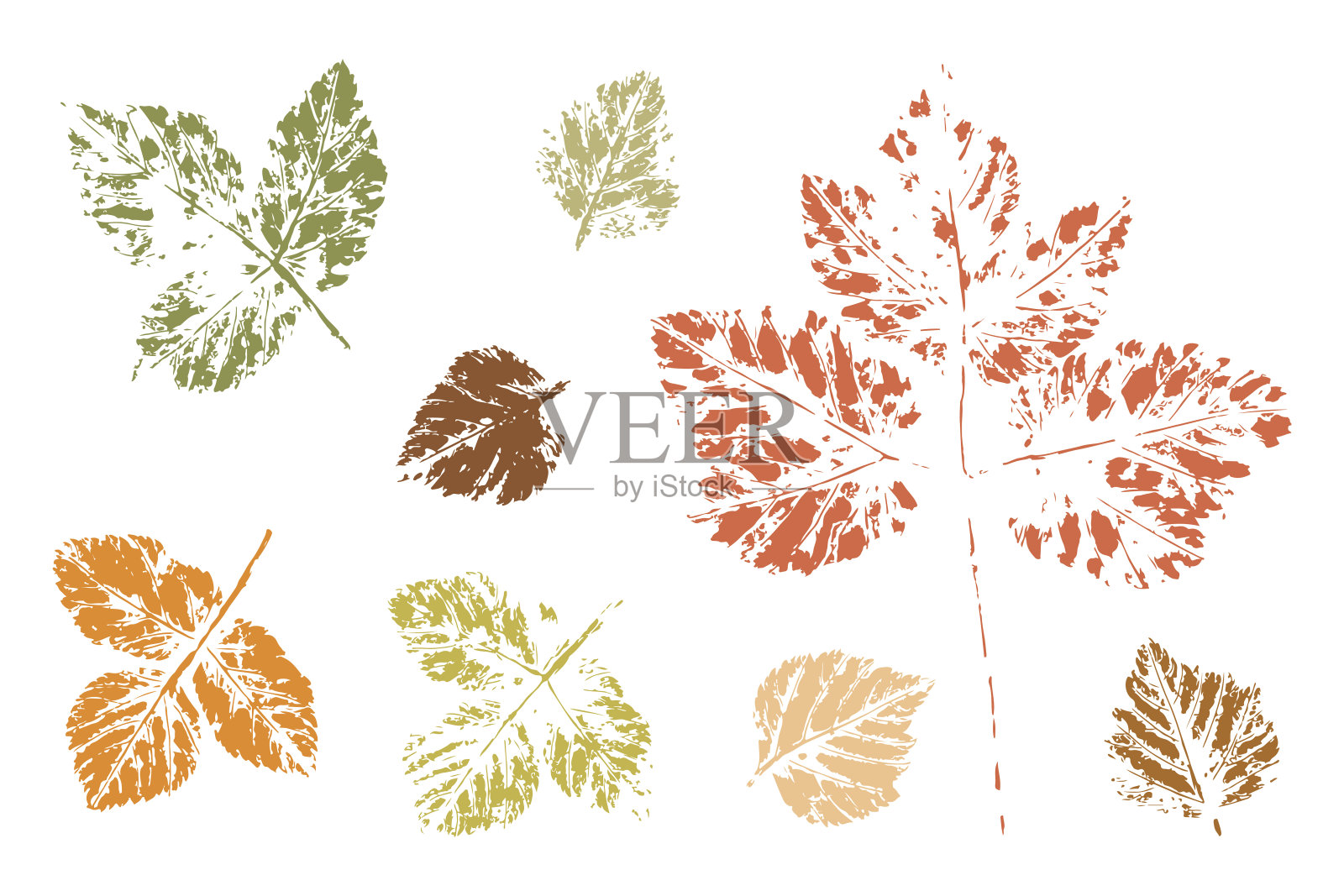 叶子。叶子痕迹。叶打印。设计元素图片