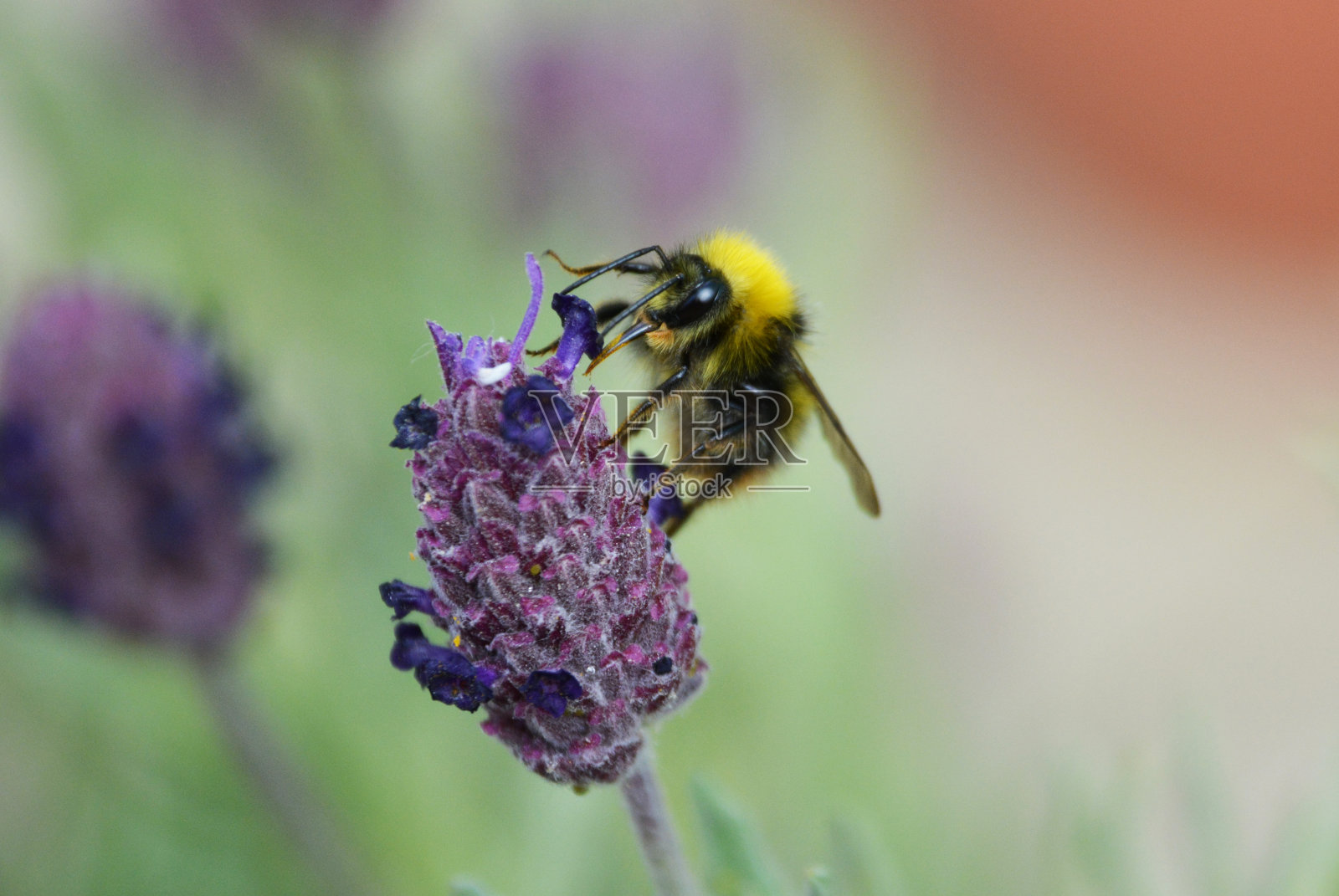 大黄蜂从薰衣草中采集花粉和花蜜照片摄影图片