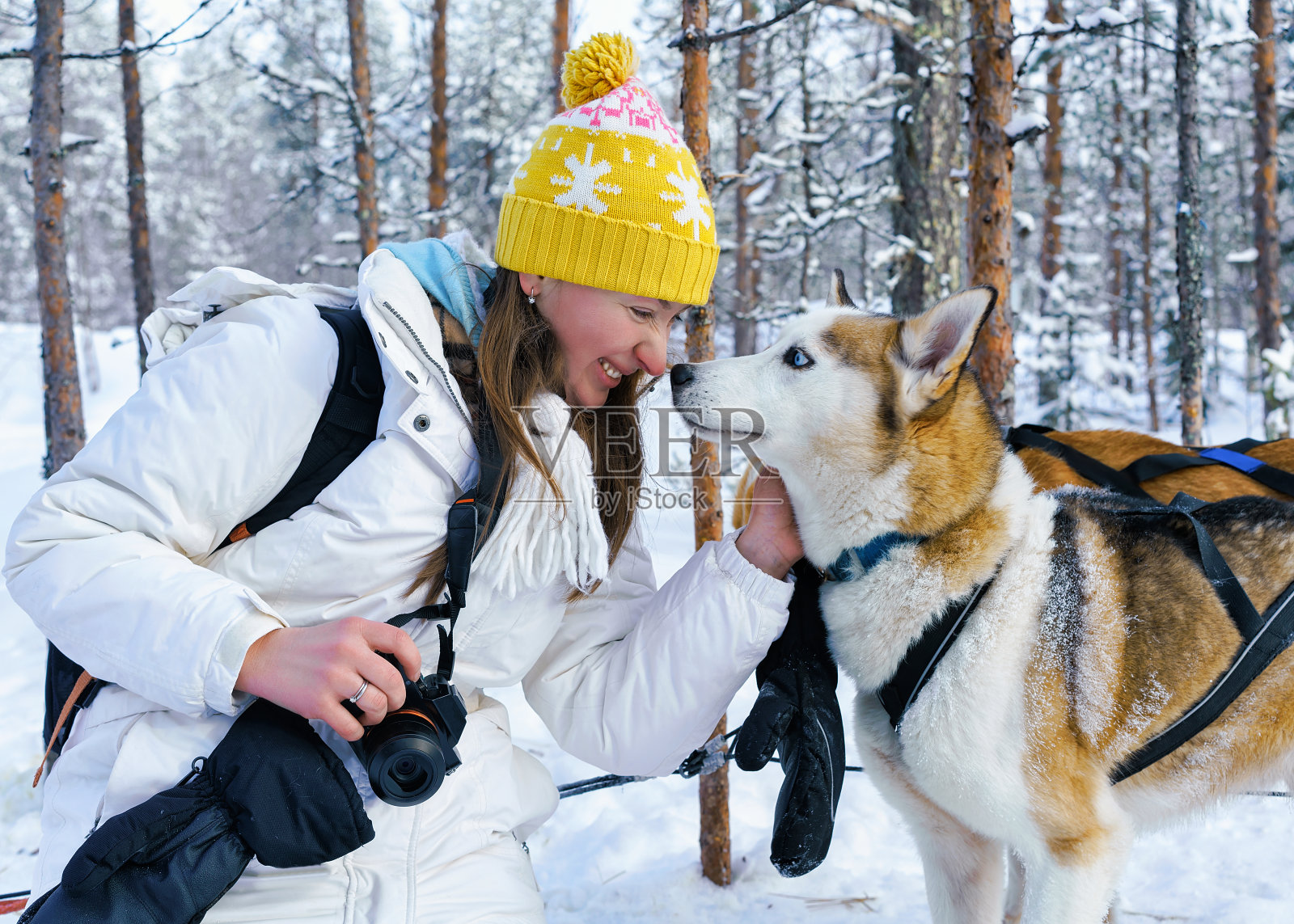 芬兰拉普兰的女孩和哈士奇狗照片摄影图片