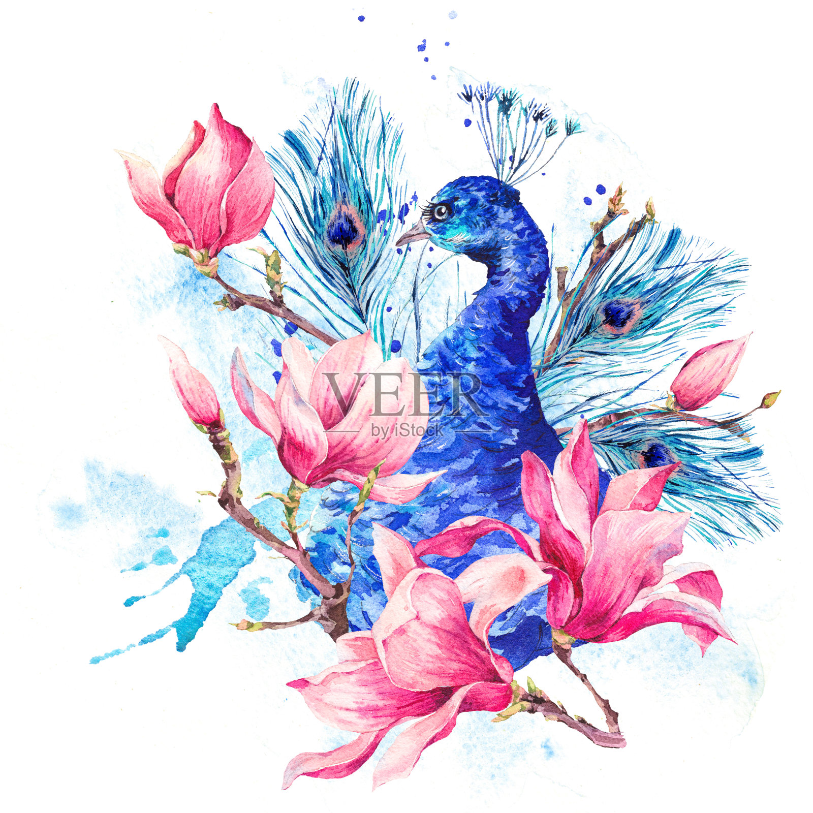 水彩孔雀与花木兰插画图片素材