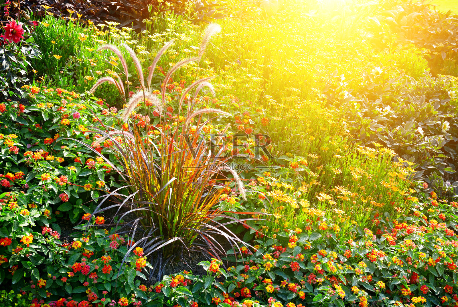 阳光照耀下五颜六色的花坛。照片摄影图片