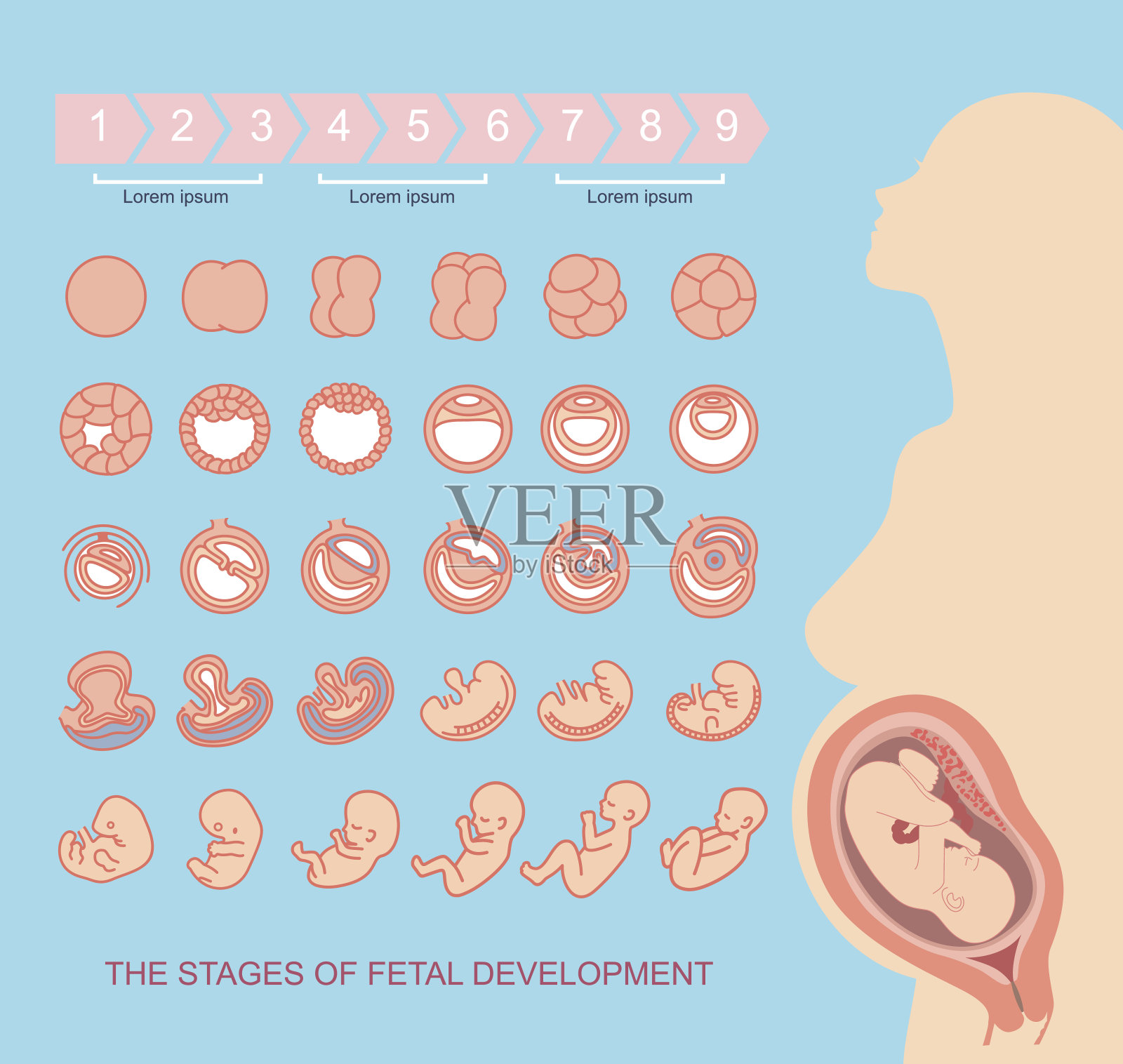胎儿发育阶段插画图片素材