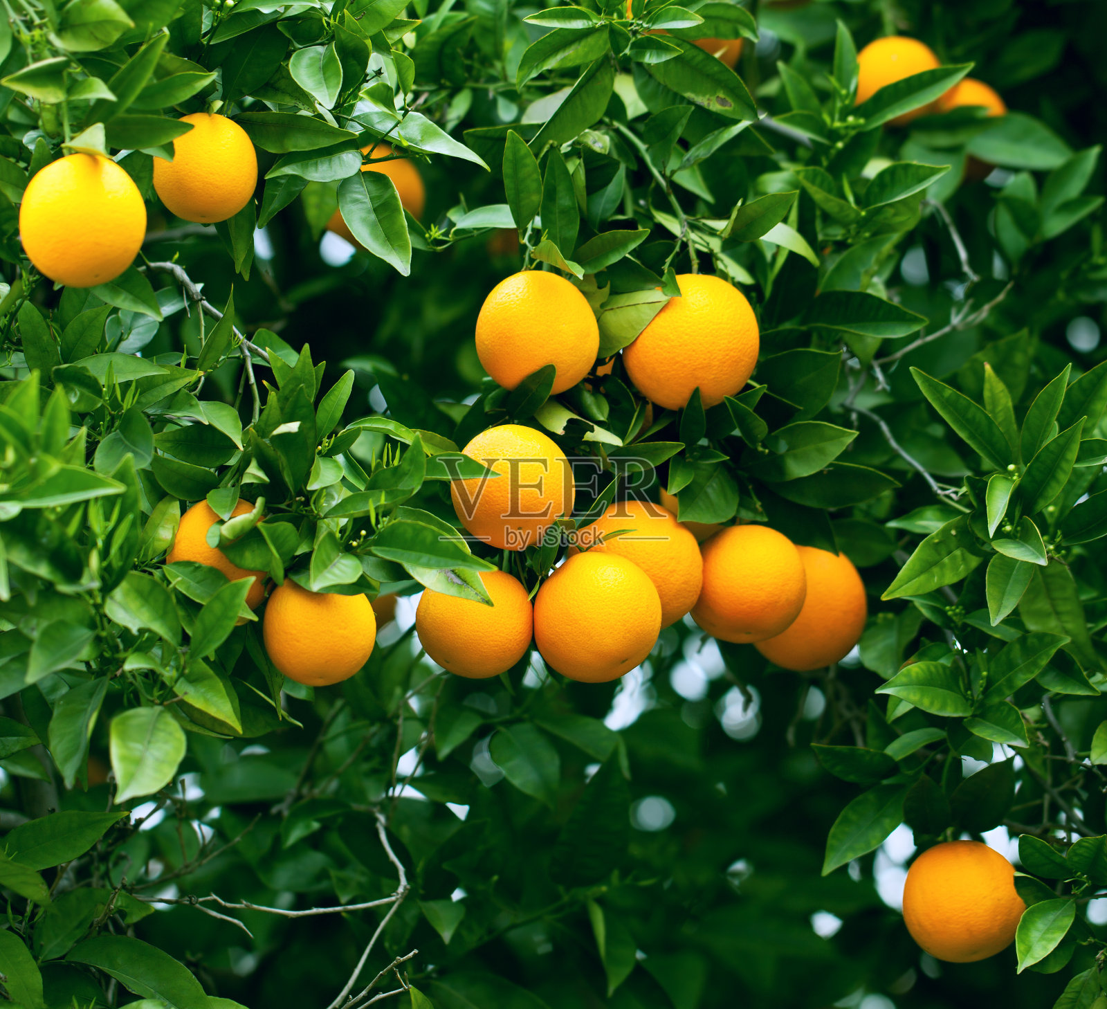 成熟的橙子挂在树上照片摄影图片