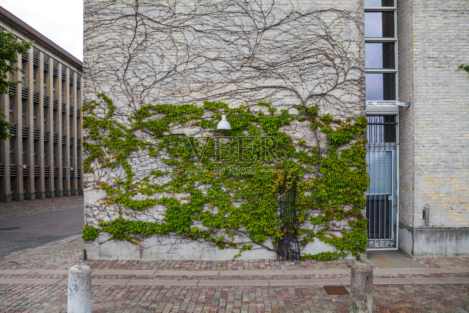 青藤以树的形式沿着砖墙延伸，街灯照片摄影图片