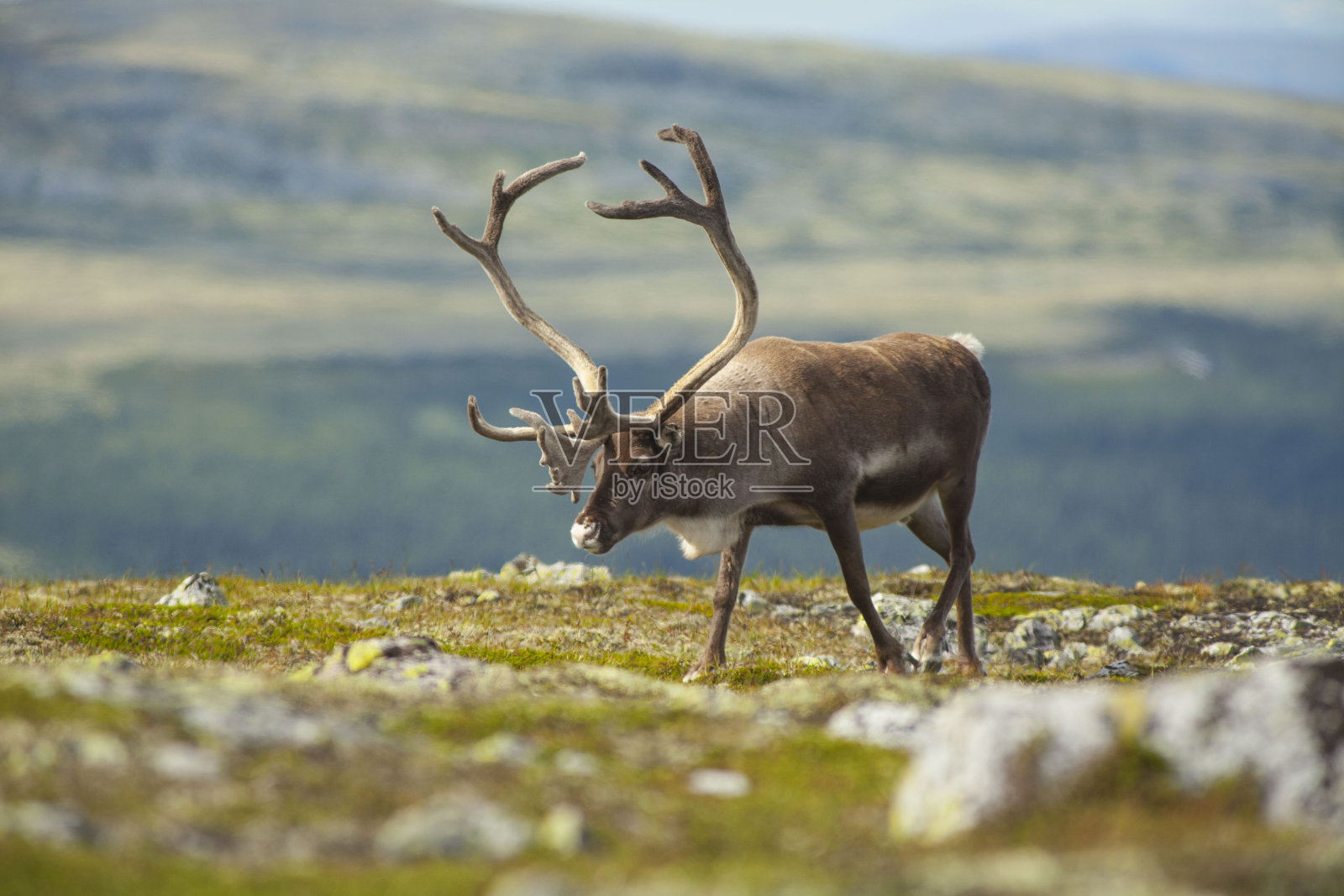 挪威山区的驯鹿照片摄影图片