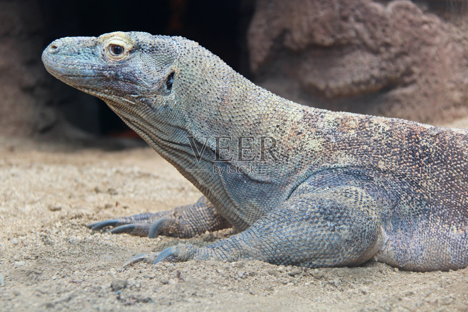 科莫多巨蜥照片摄影图片