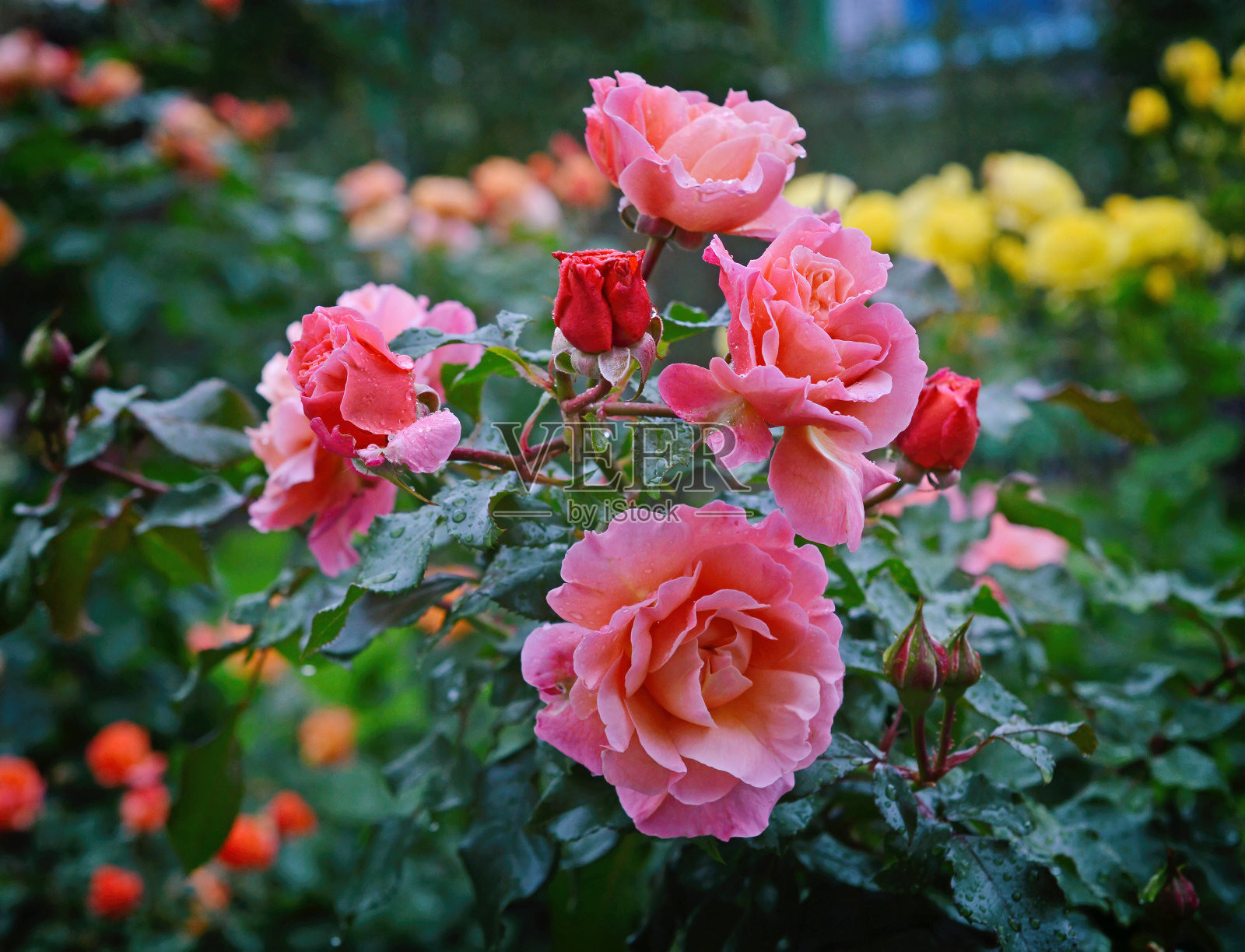 雨天的亮粉色玫瑰。照片摄影图片