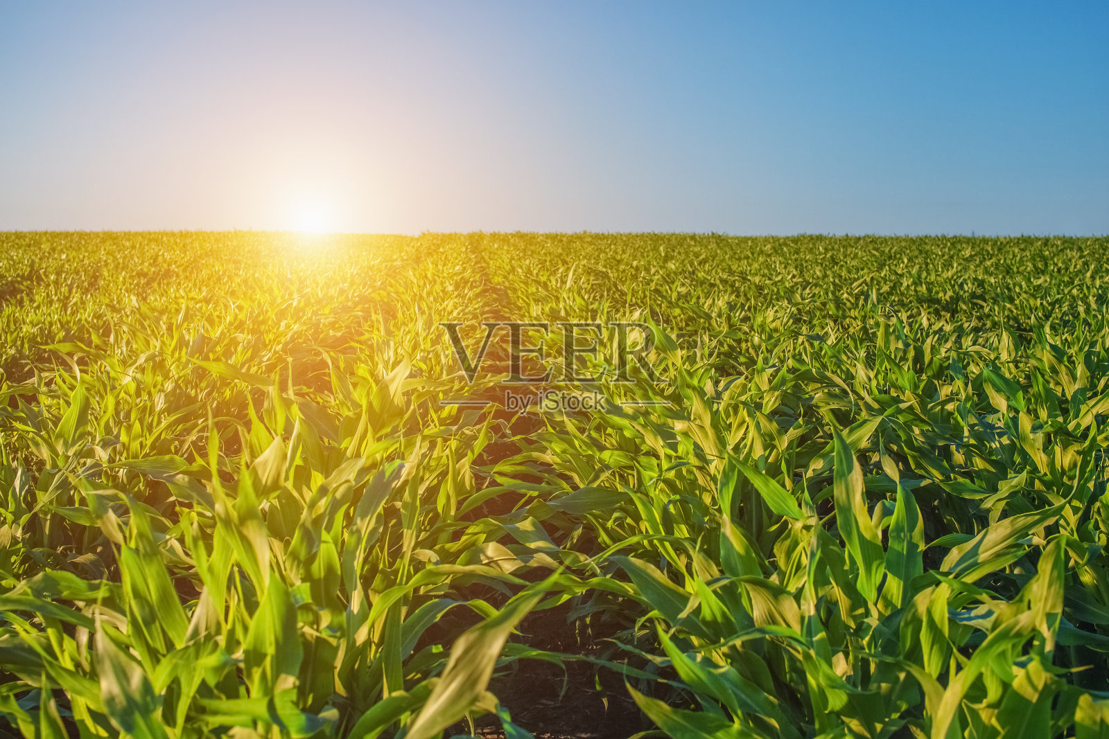 夏日的农地里，正整齐地长着一排排高、绿、甜的玉米照片摄影图片