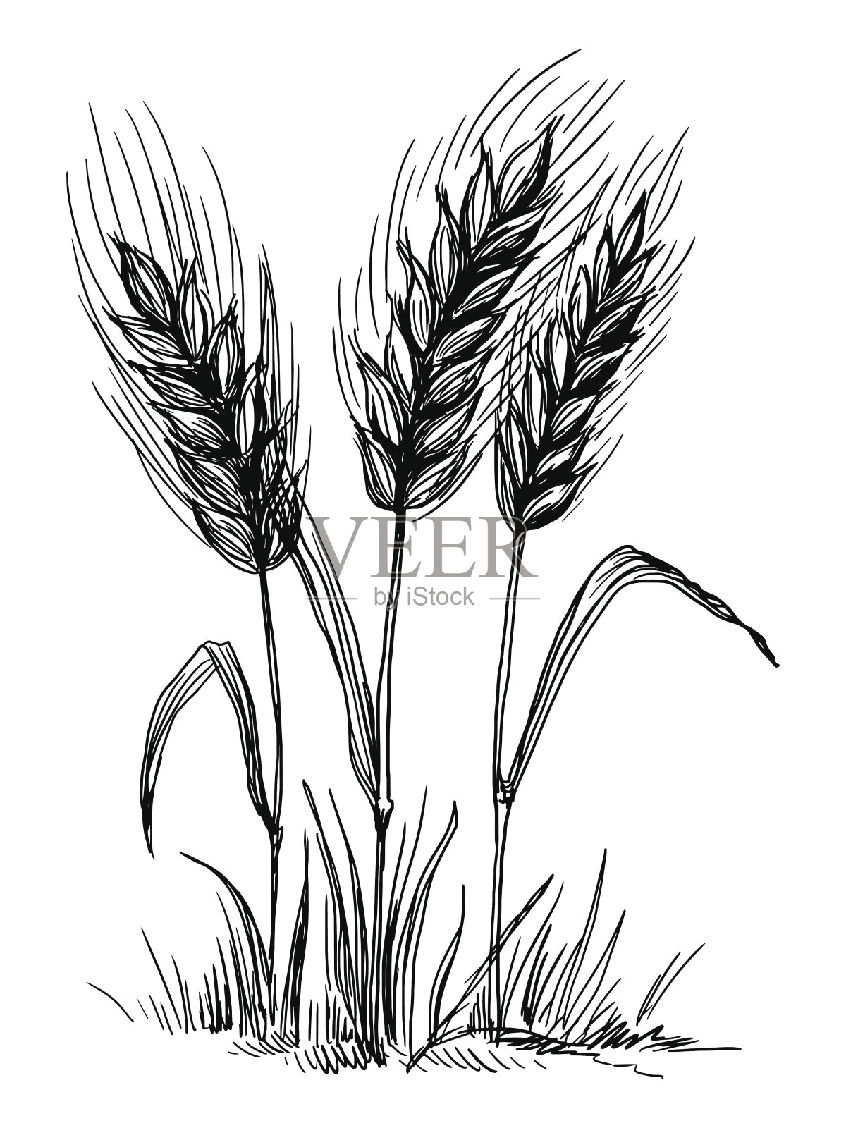 在白色背景上孤立的小麦穗插画图片素材