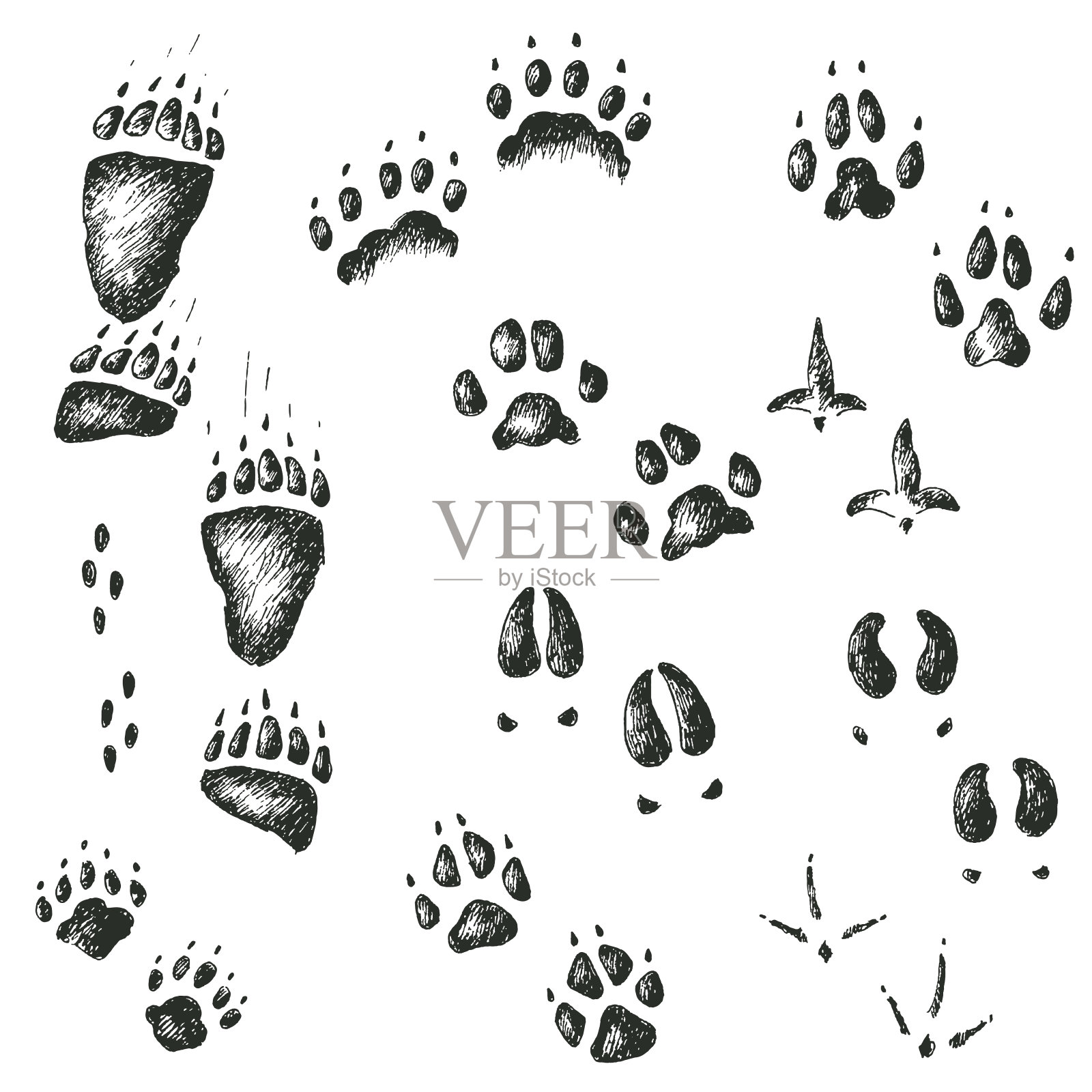 行走野生森林动物和鸟类的足迹向量组插画图片素材
