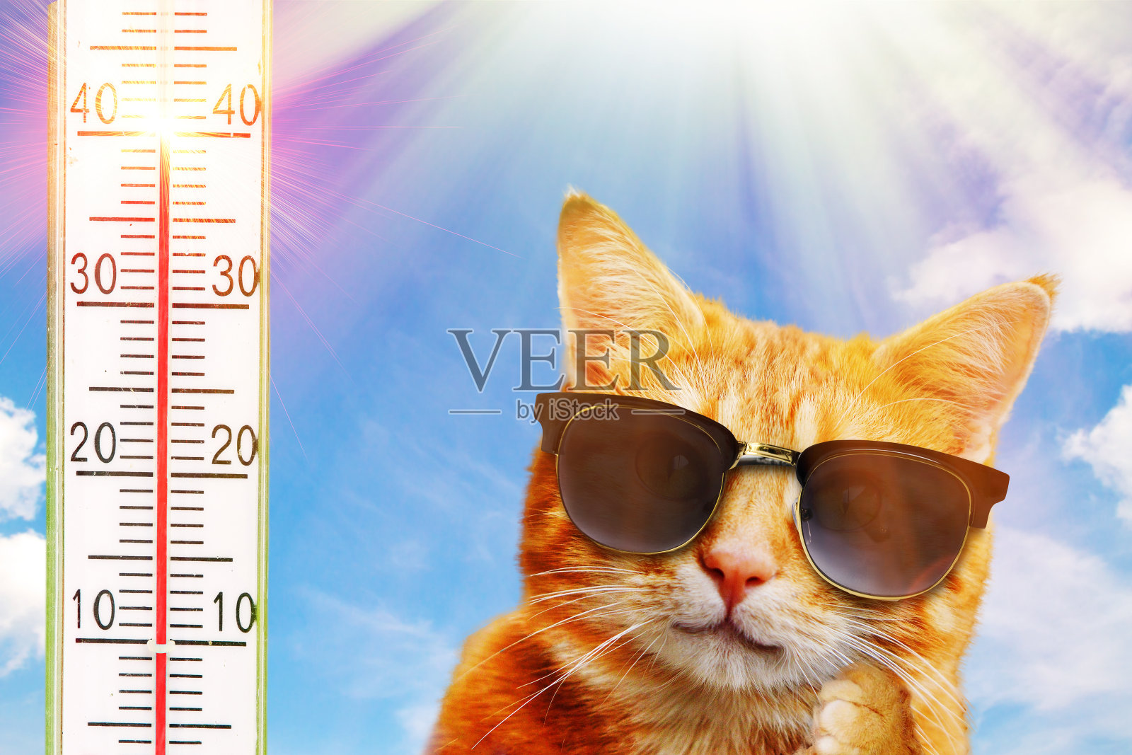 猫戴太阳镜照片摄影图片