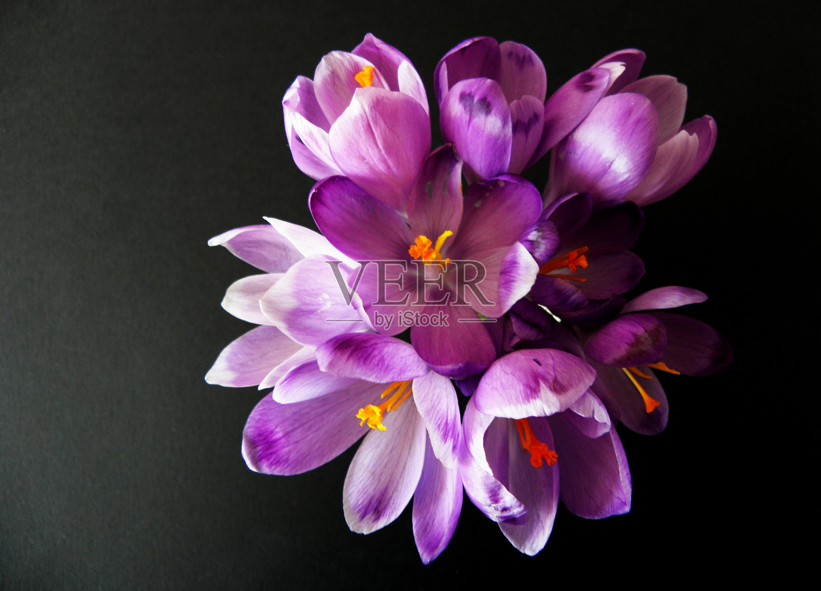 紫色藏红花黑色背景照片摄影图片