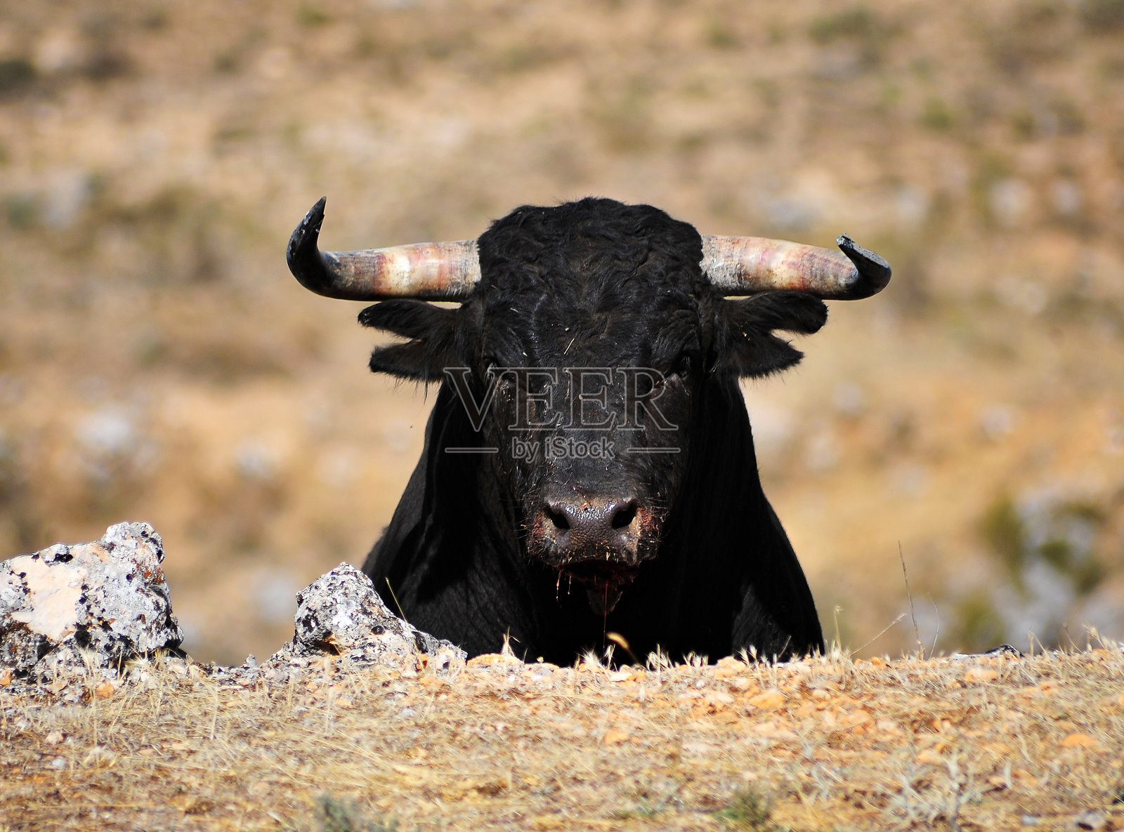斯潘什公牛照片摄影图片