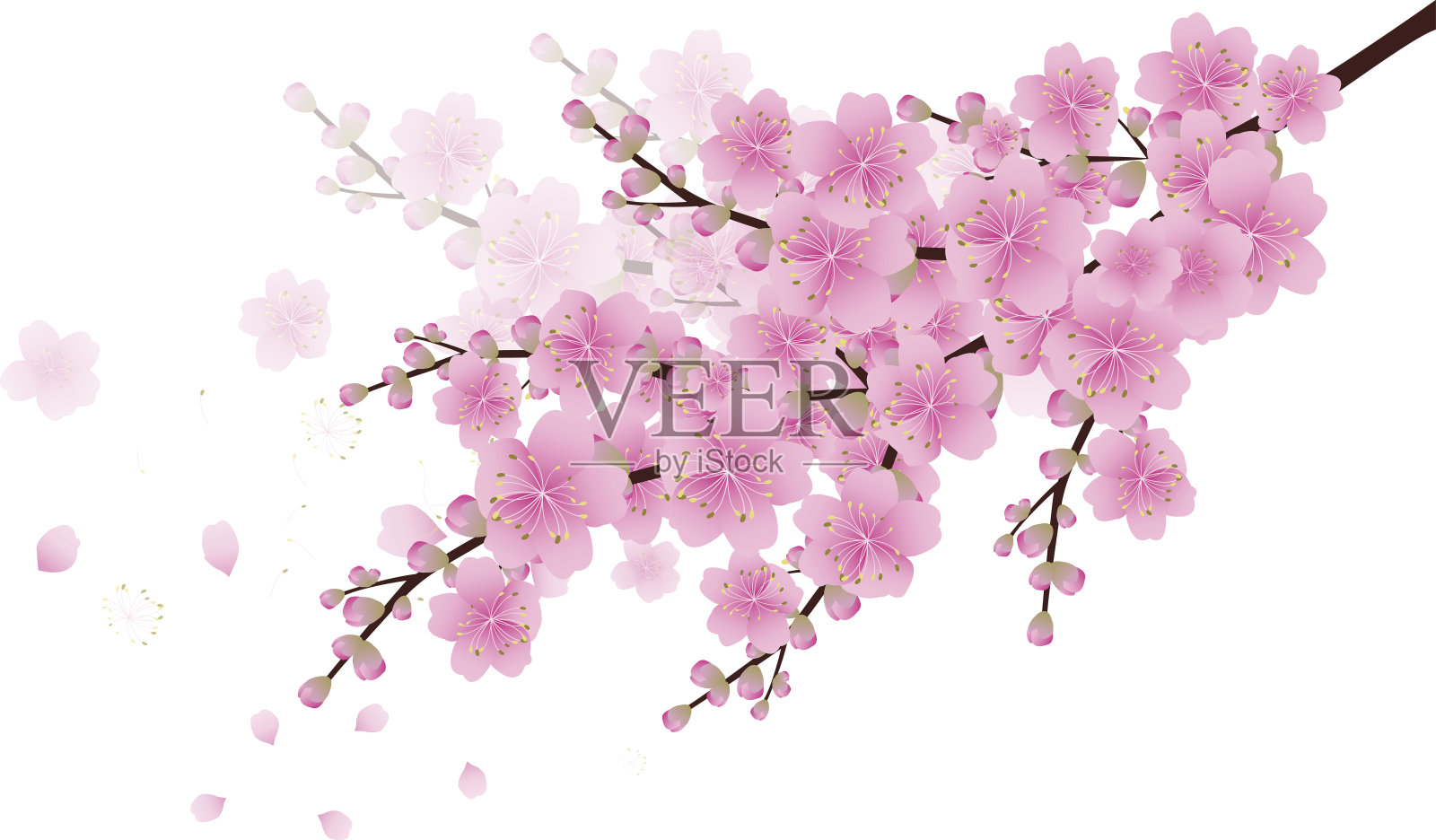 樱花背景。樱花孤立白色背景设计元素图片