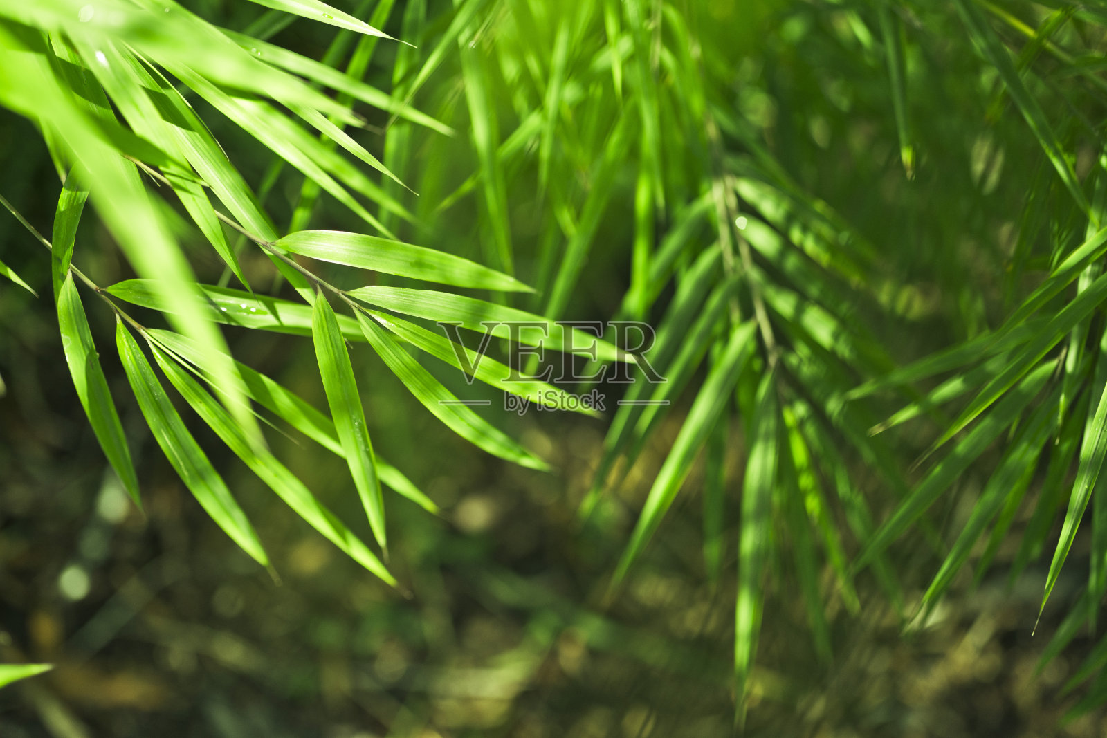 绿竹丛林的自然背景照片摄影图片