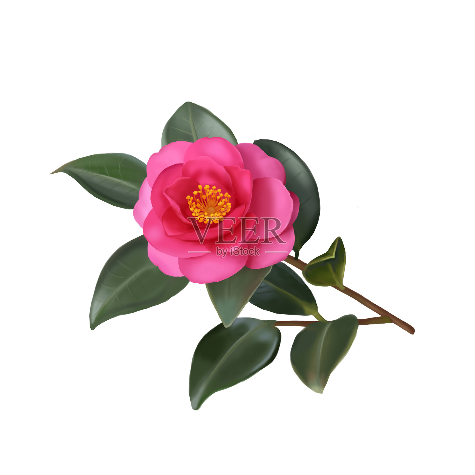 粉红色山茶花。孤立在白色背景上。照片摄影图片