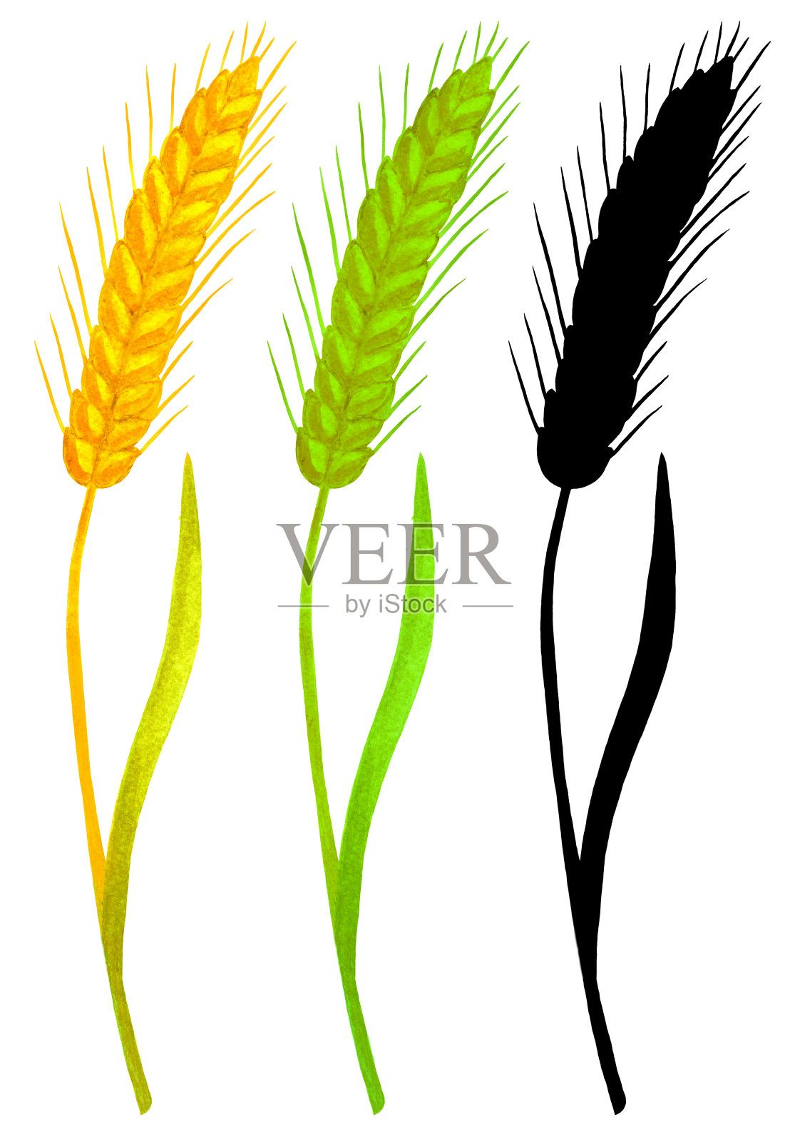 耳朵小麦集插画图片素材