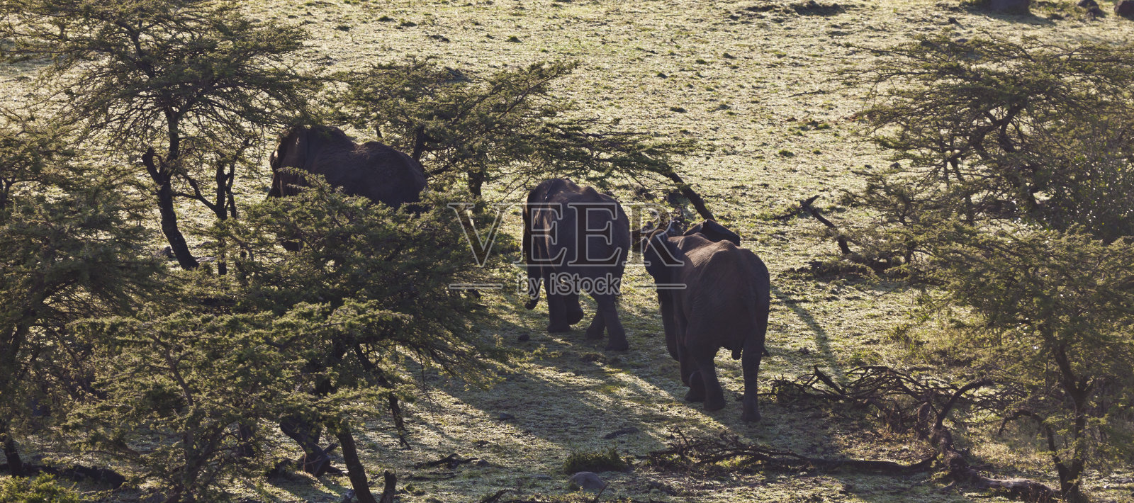 鸟瞰肯尼亚马赛马拉的大象照片摄影图片