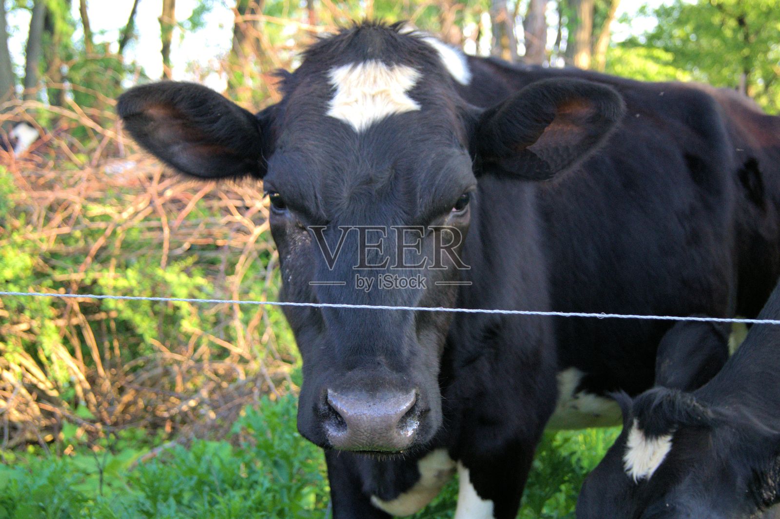 近景黑色荷斯坦牛照片摄影图片