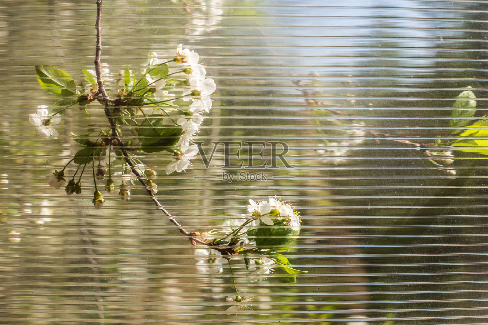树枝上盛开着美丽的白色樱花照片摄影图片