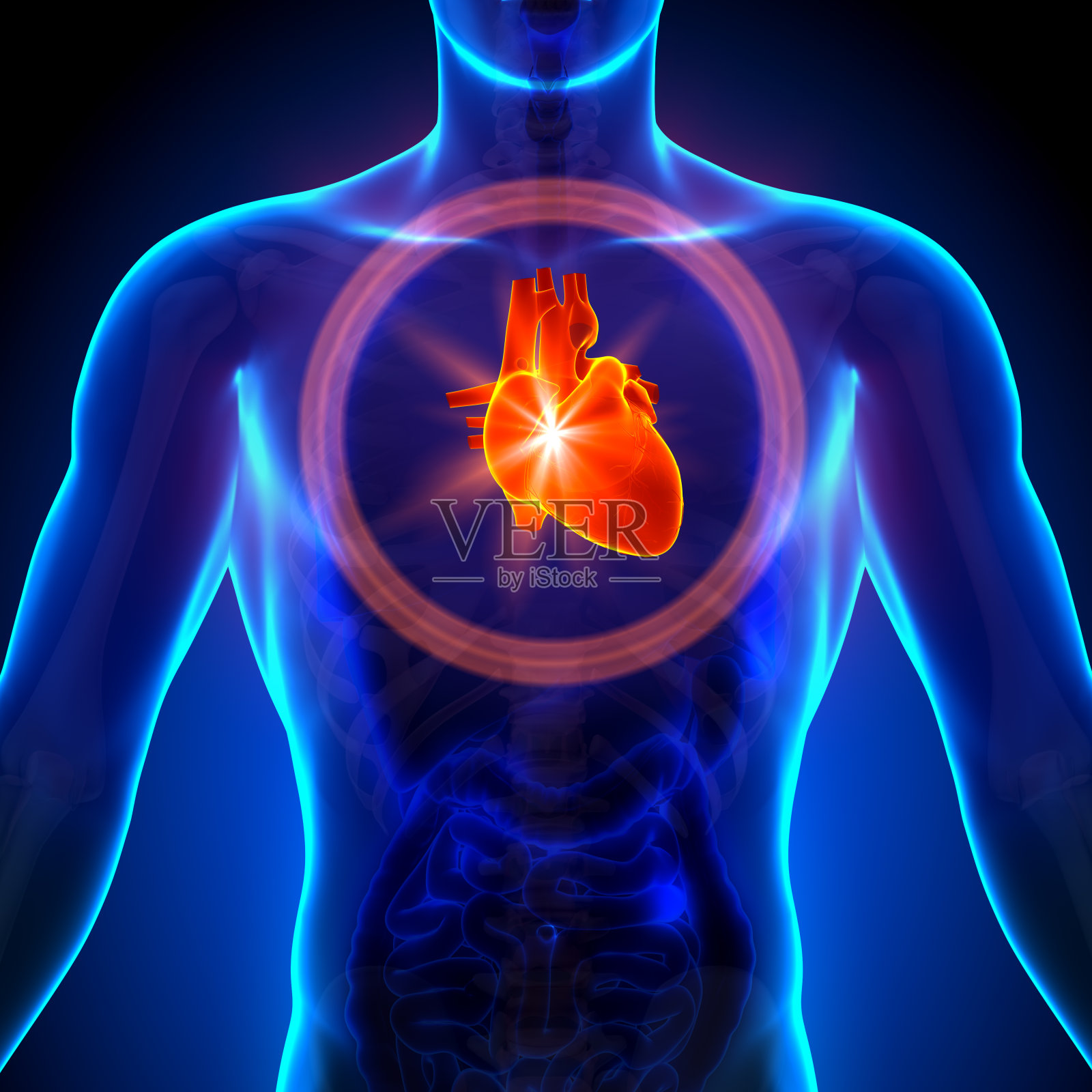 心脏。男性人体器官解剖。x光透视照片摄影图片