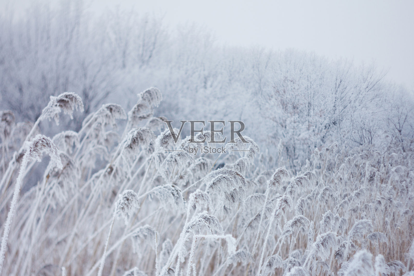 冷冻植物，冬季背景照片摄影图片