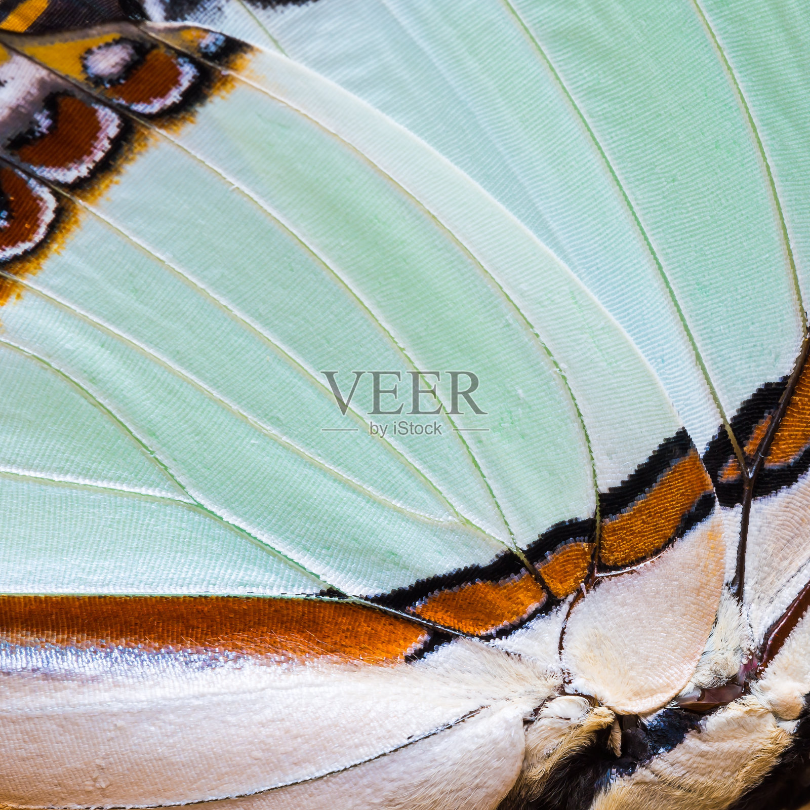 蝴蝶的翅膀纹理照片摄影图片