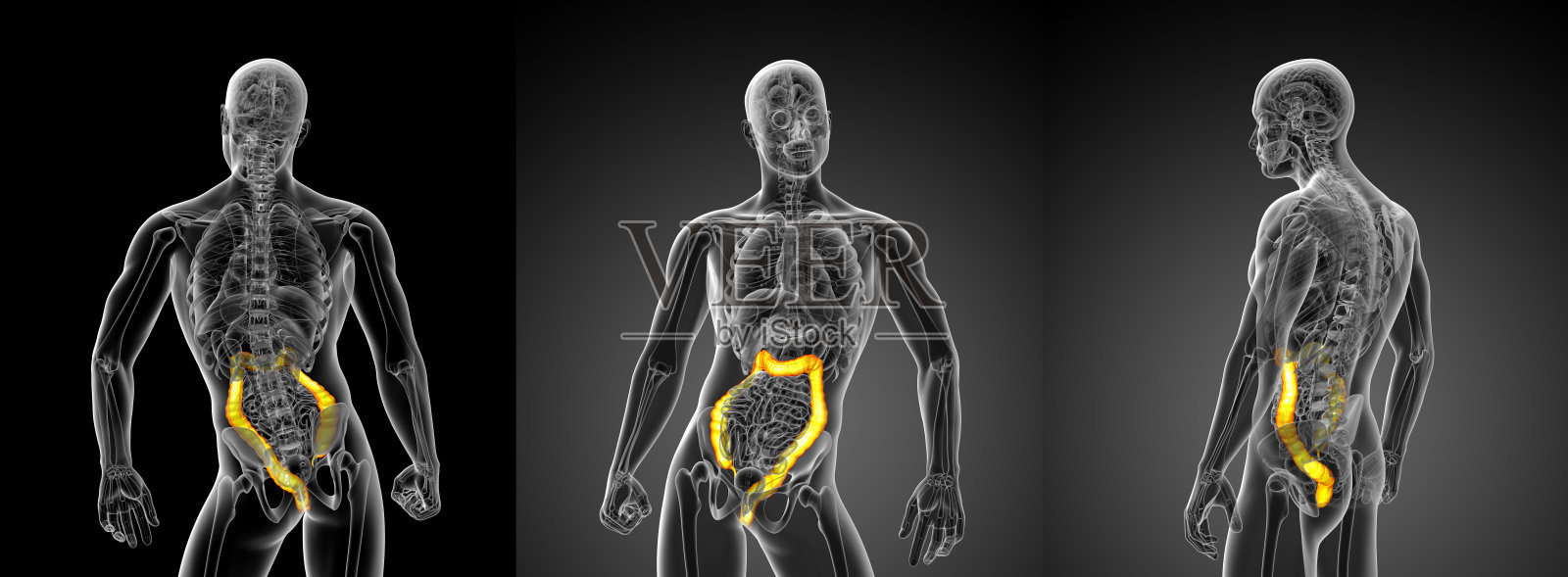 大肠的3D渲染图照片摄影图片