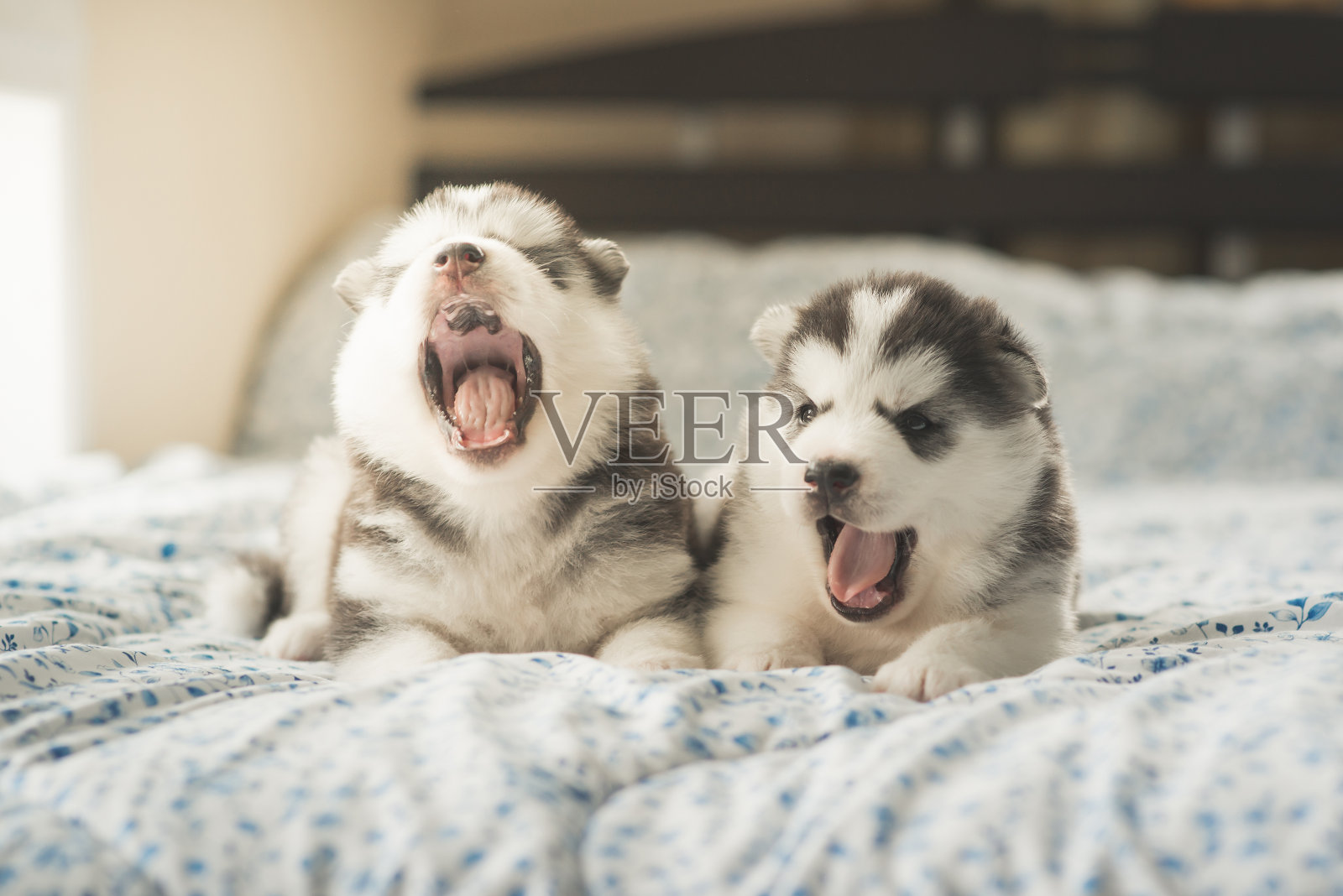 可爱的两只小狗西伯利亚哈士奇躺在床上照片摄影图片