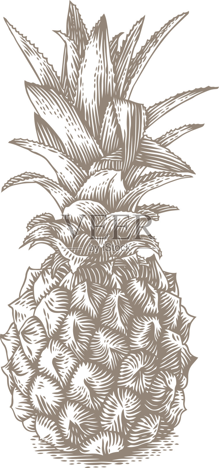整个新鲜菠萝插画图片素材