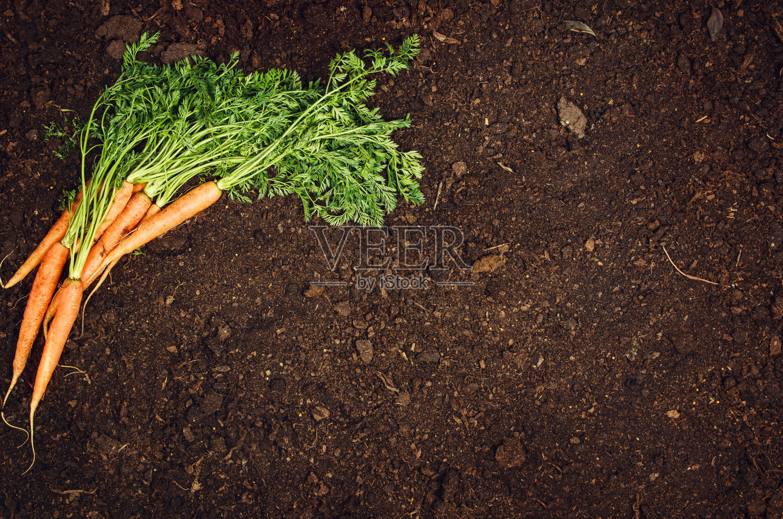 生的天然蔬菜食品。胡萝卜俯视图自然土壤背景照片摄影图片