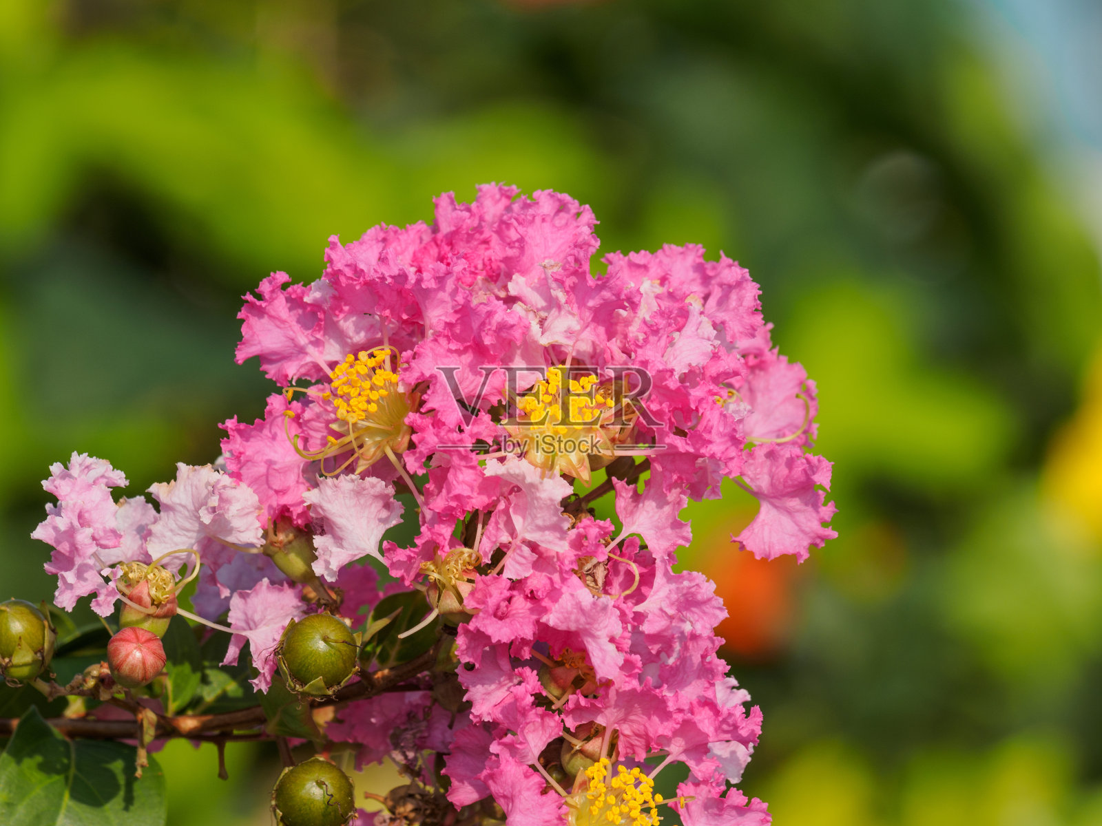 夏季花卉系列，细致的紫薇花(紫薇属)照片摄影图片
