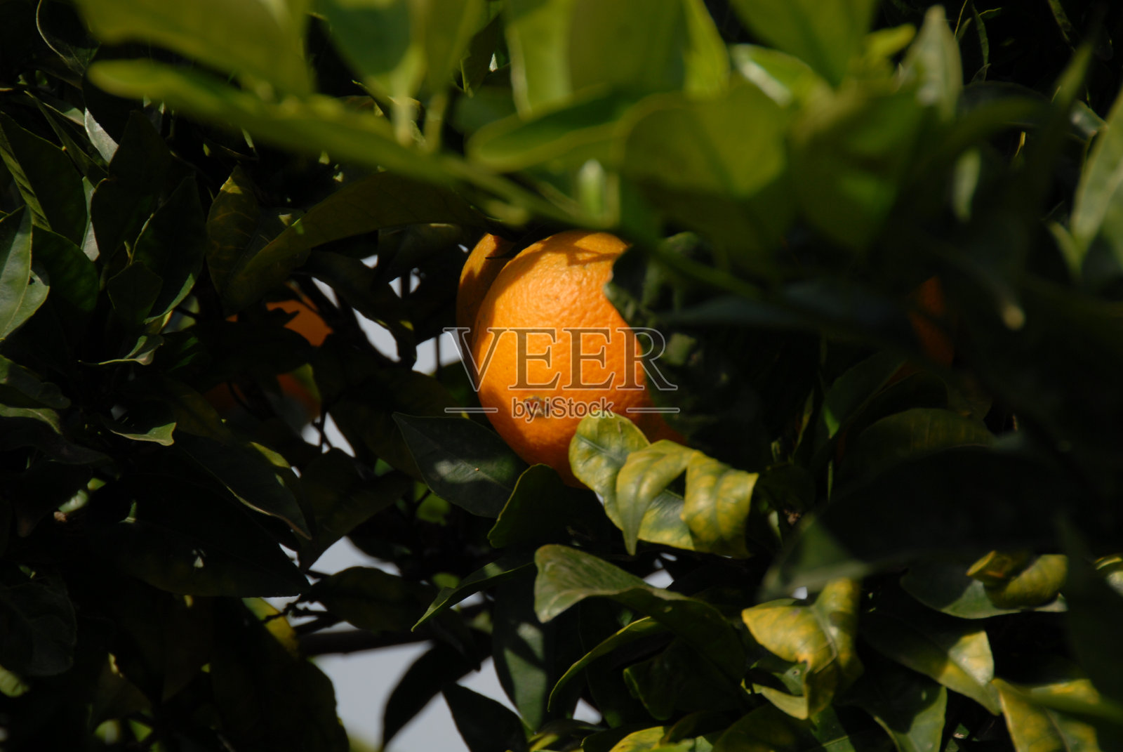 西班牙树上的橘子照片摄影图片