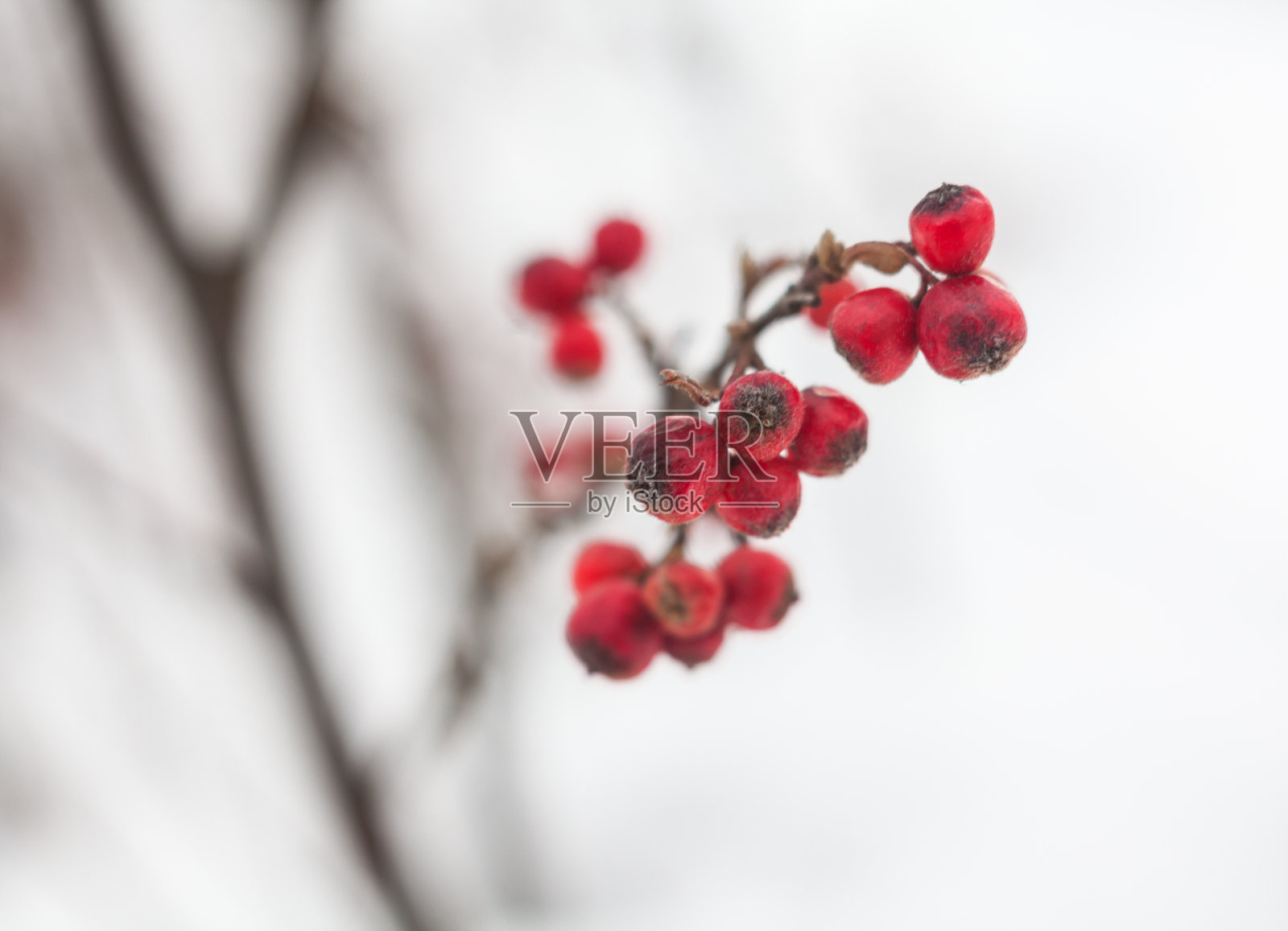冬天的红山楂浆果照片摄影图片