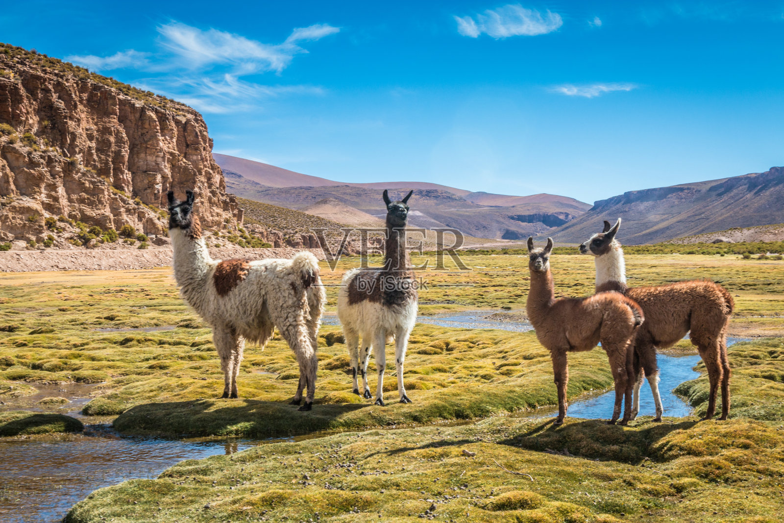 骆驼在玻利维亚照片摄影图片