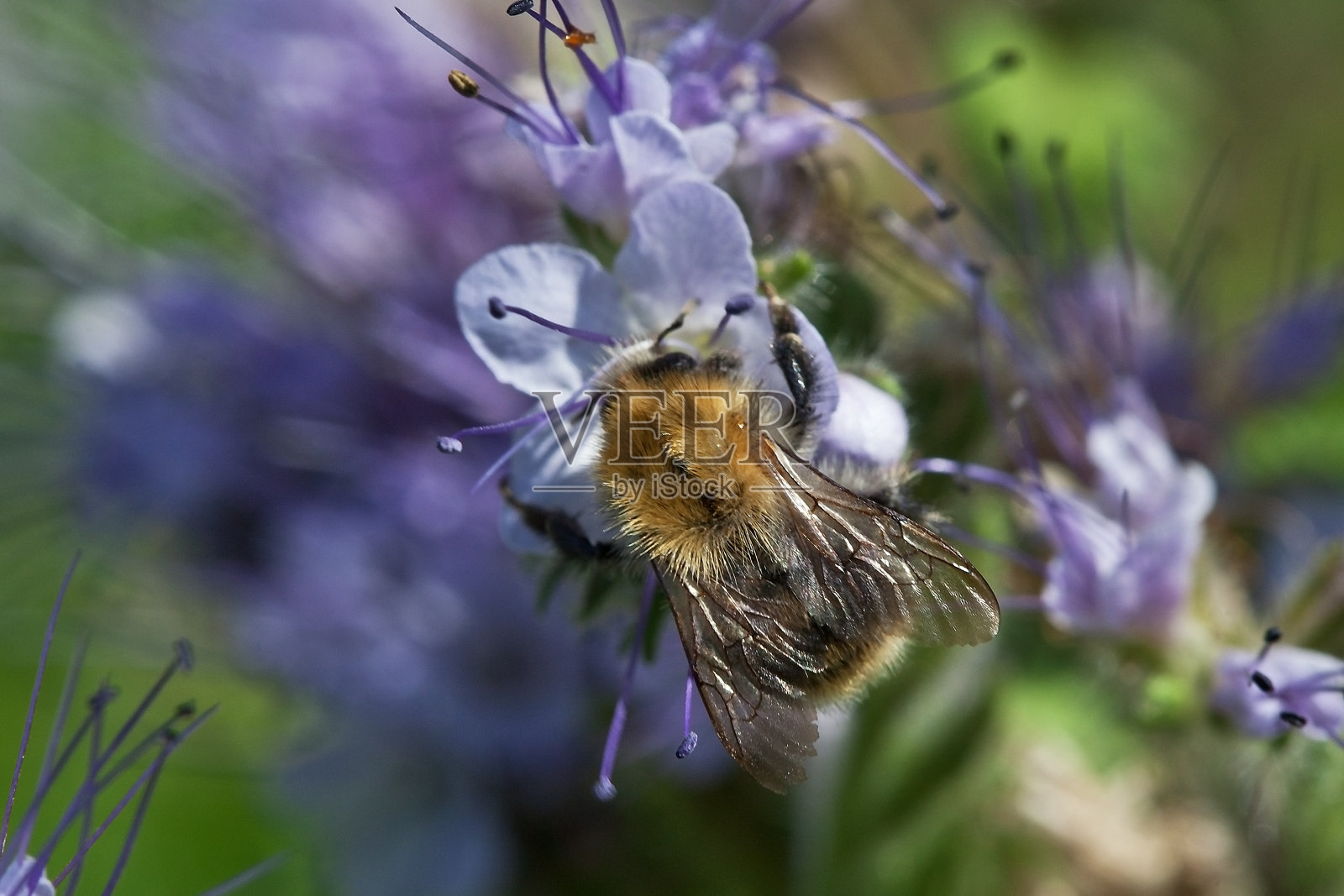 蜜蜂在十字花上照片摄影图片