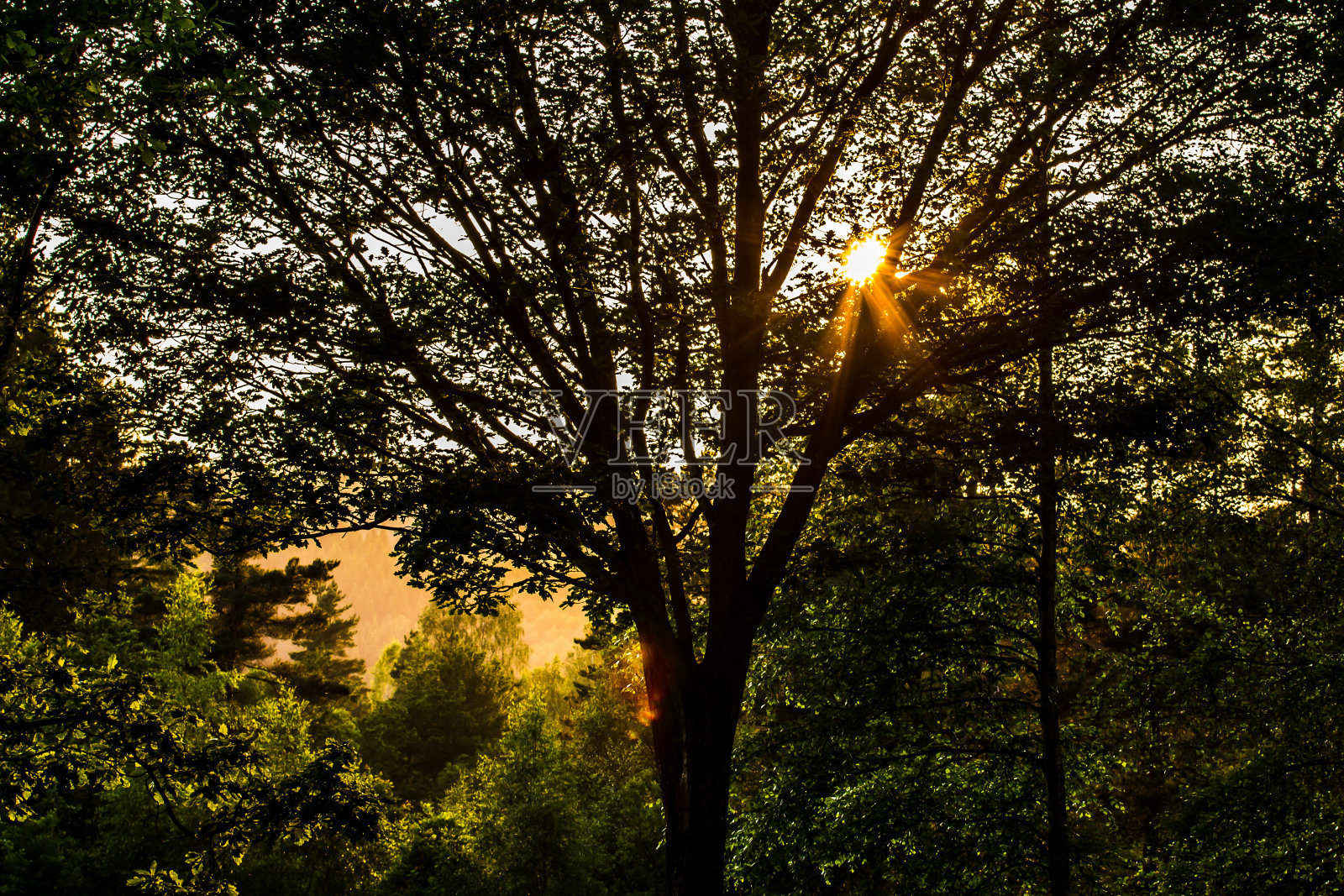树在日落时分照片摄影图片