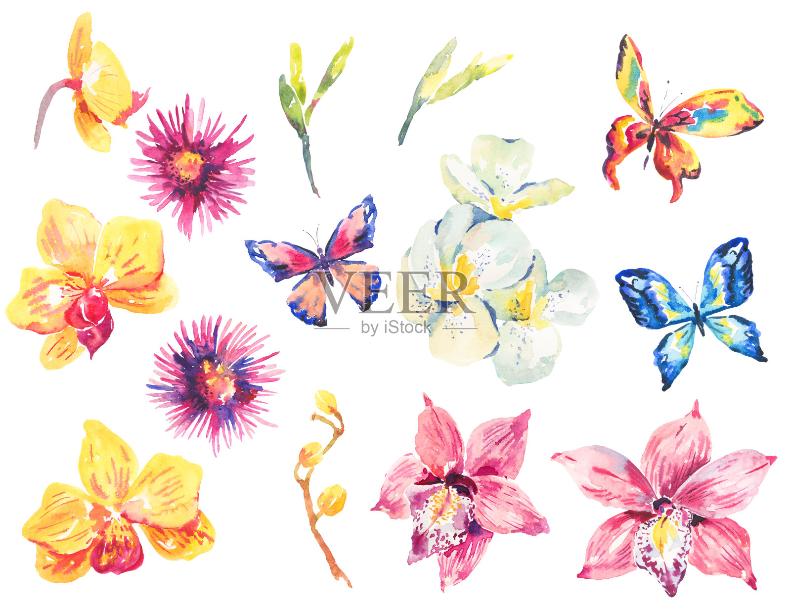 水彩花卉热带兰花元素集插画图片素材
