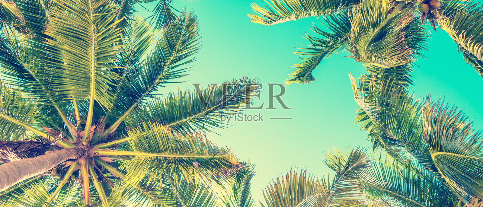 蓝天和棕榈树从下面看，复古风格，夏季全景背景照片摄影图片