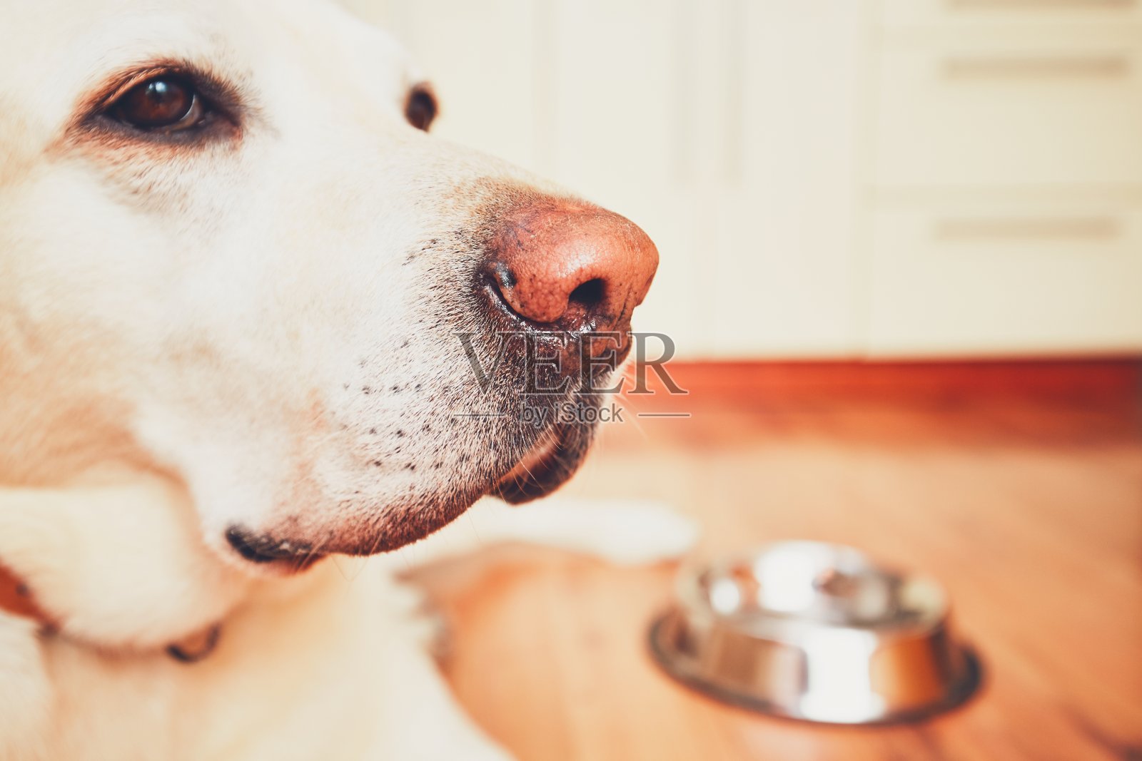 饥饿的狗等待喂食照片摄影图片
