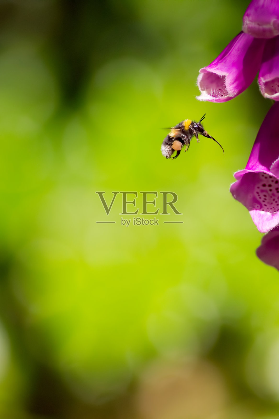 授粉。大黄蜂有充分的花粉囊和伸喙准备从毛地黄花园花中采蜜。照片摄影图片