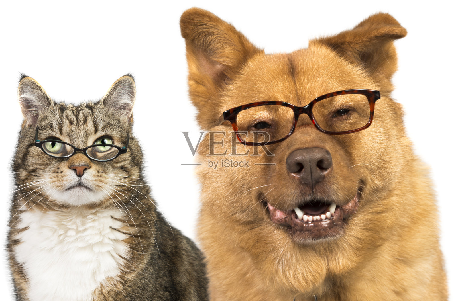 狗和猫戴着眼镜照片摄影图片