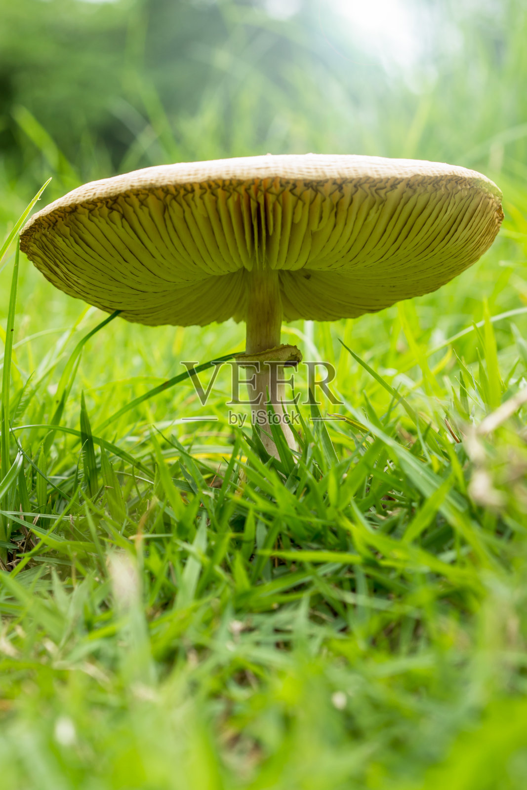 Green-gilled阳伞蘑菇照片摄影图片