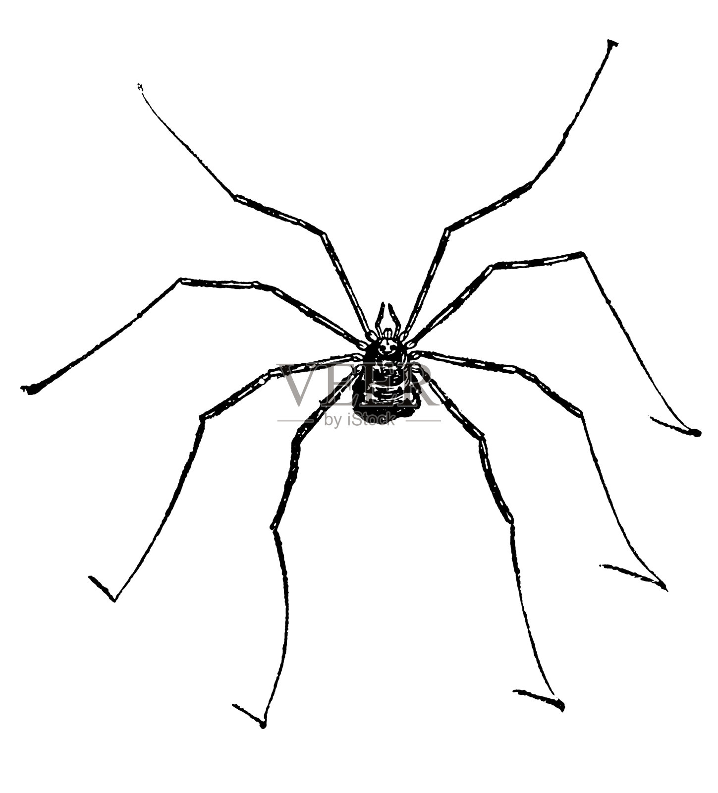 长腿蜘蛛爸爸插画图片素材