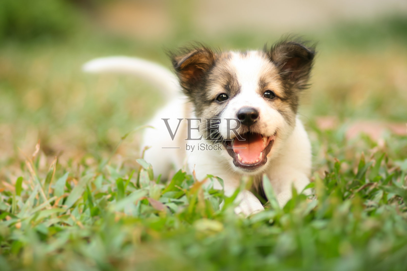 快乐的小狗在草地上快速奔跑照片摄影图片