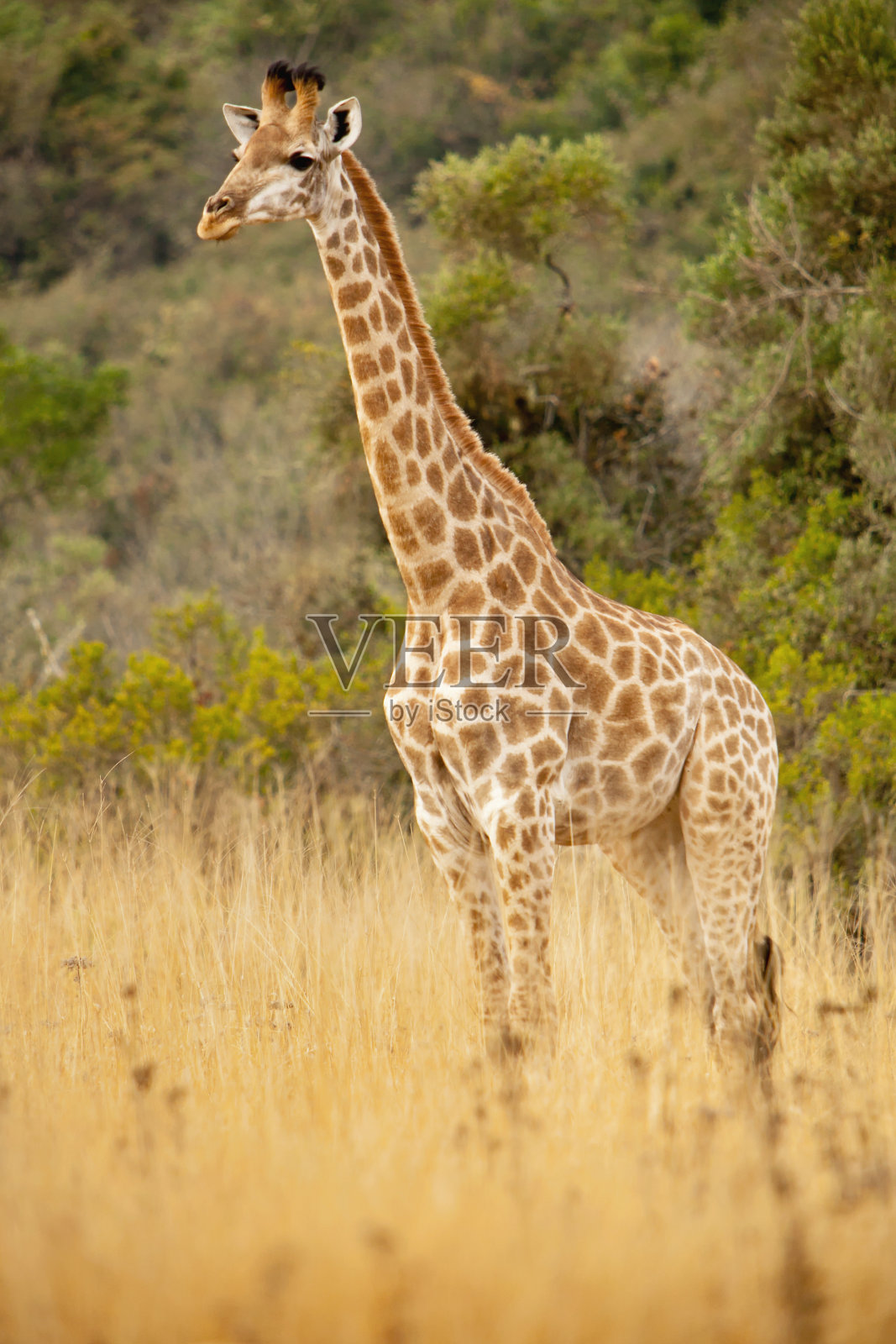 野生的一只长颈鹿照片摄影图片
