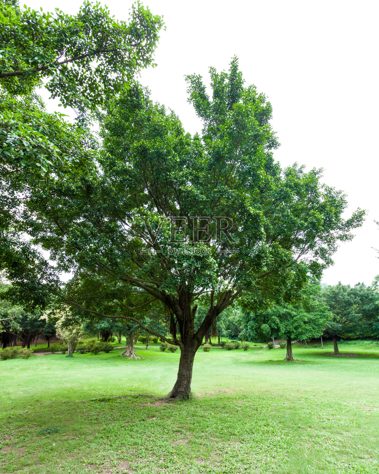 树在公园照片摄影图片