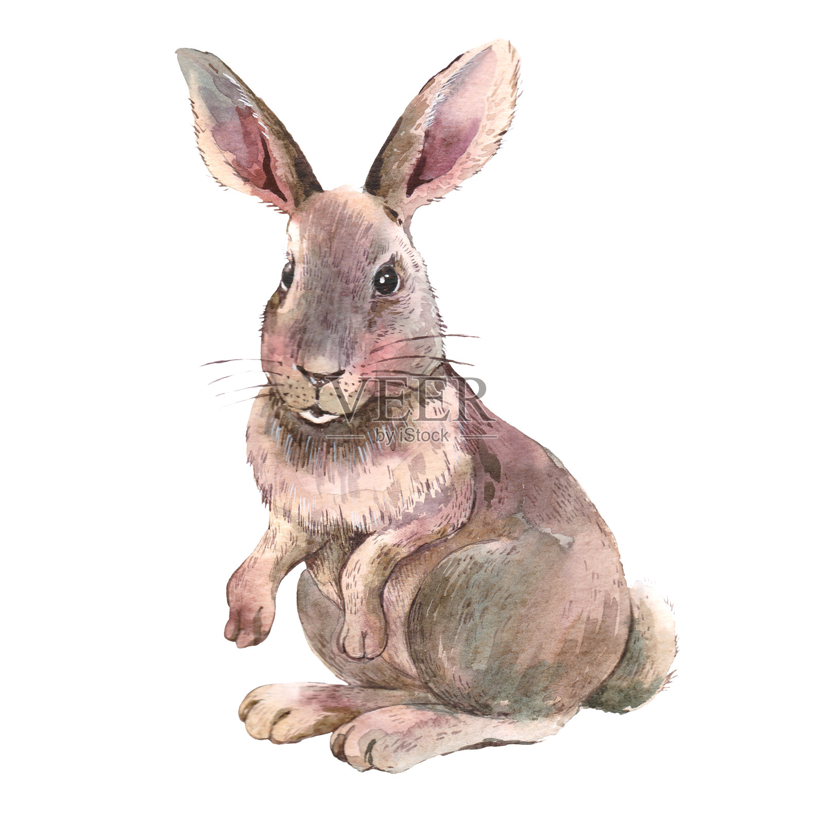 水彩复活节兔子孤立的白色背景设计元素图片