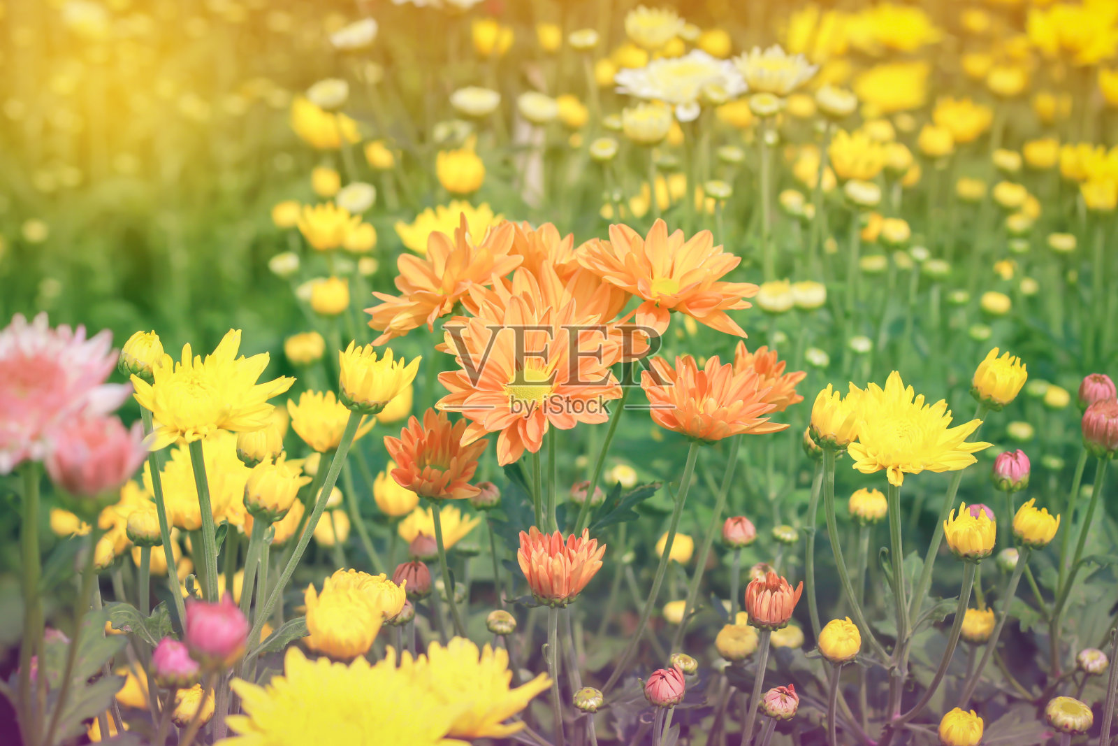 橙色菊花花园柔和的色调风格照片摄影图片