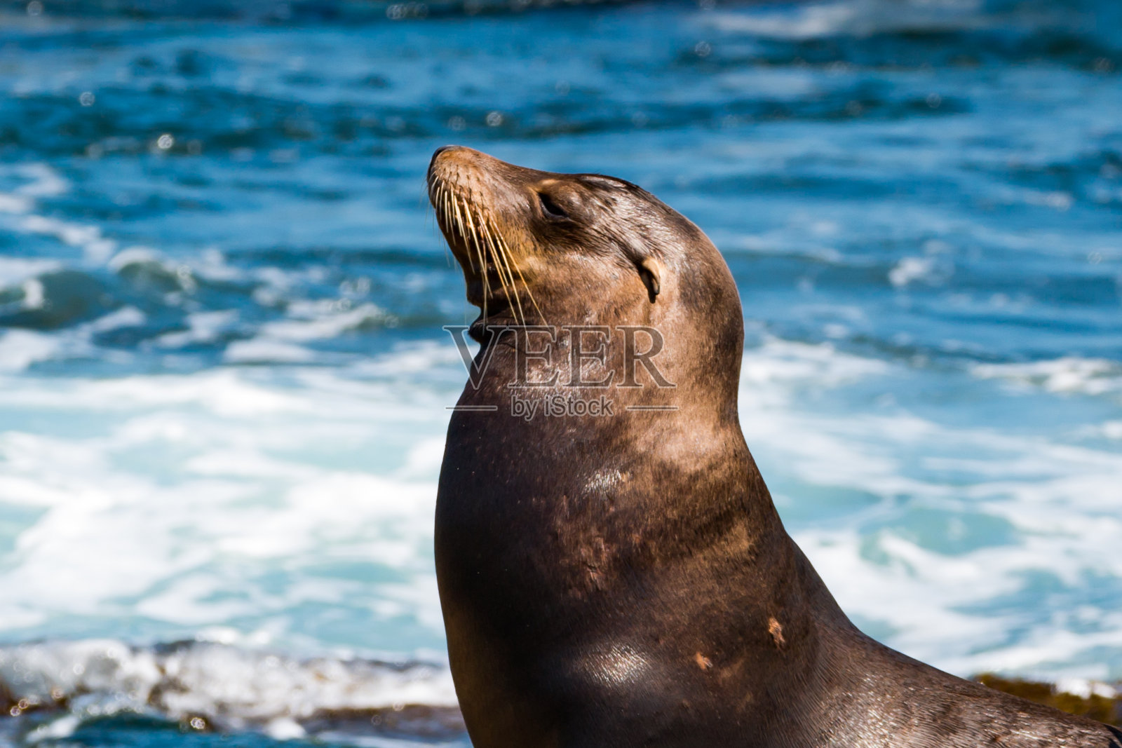 加州拉霍亚的加州海狮首领照片摄影图片